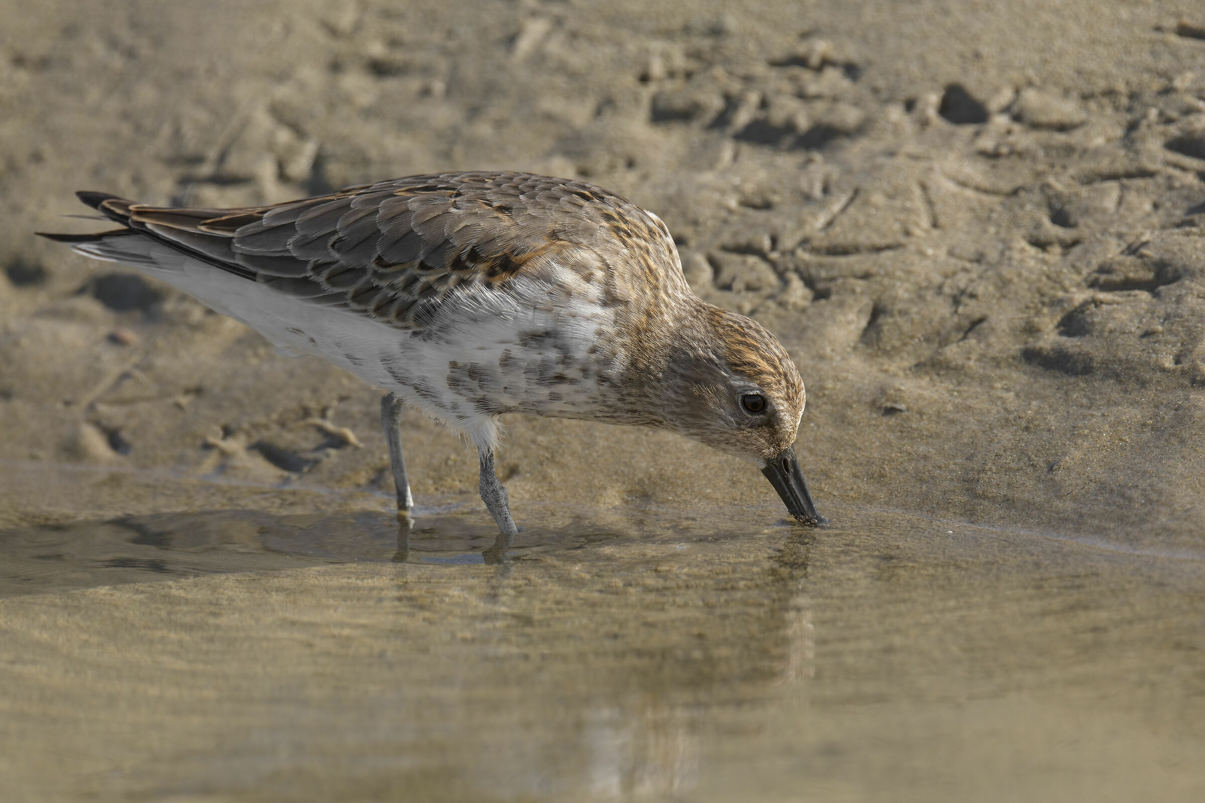 Piovanello pancianera (Calidris alpina)