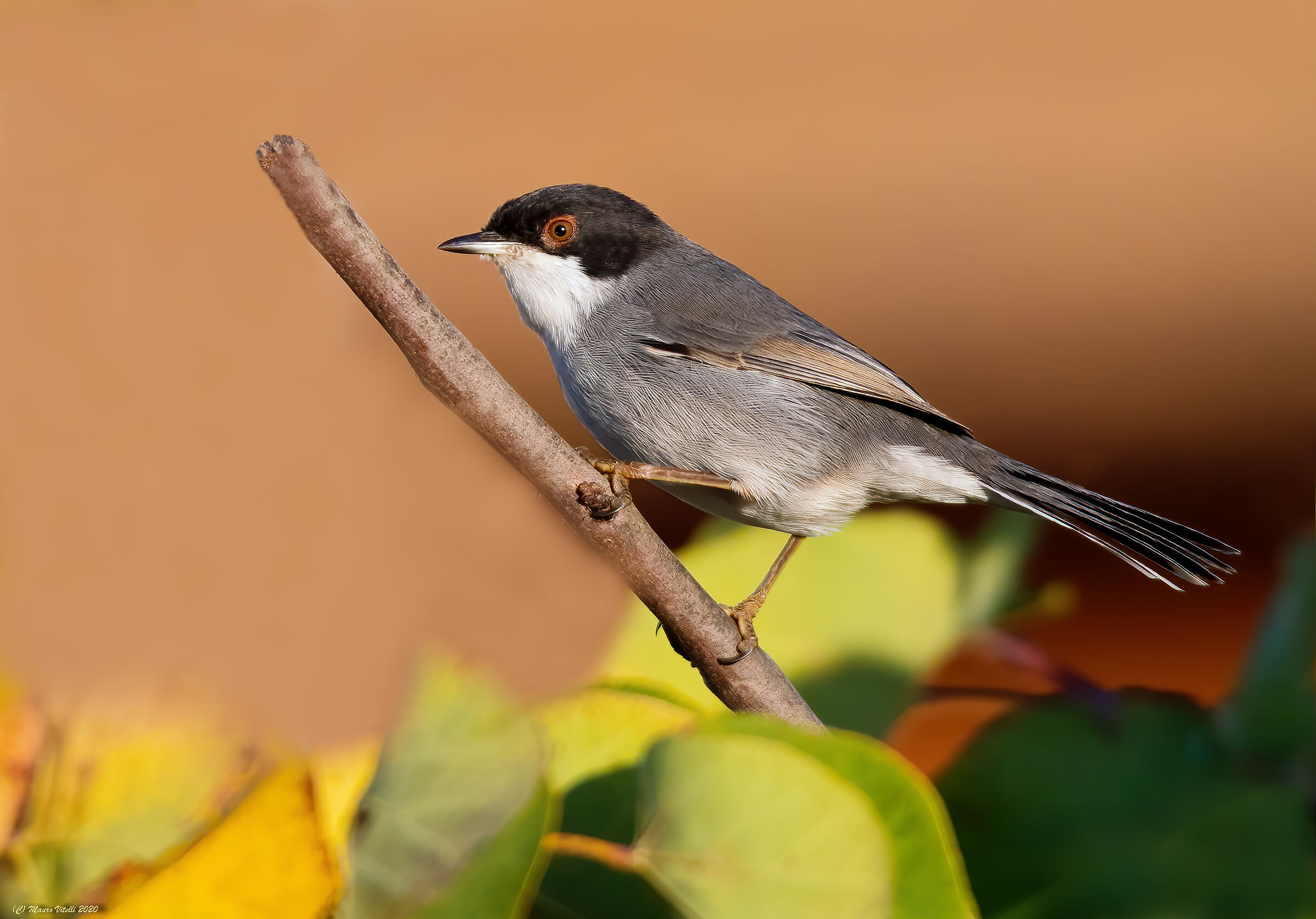 Occhiocotto (Sylvia melanocephala)