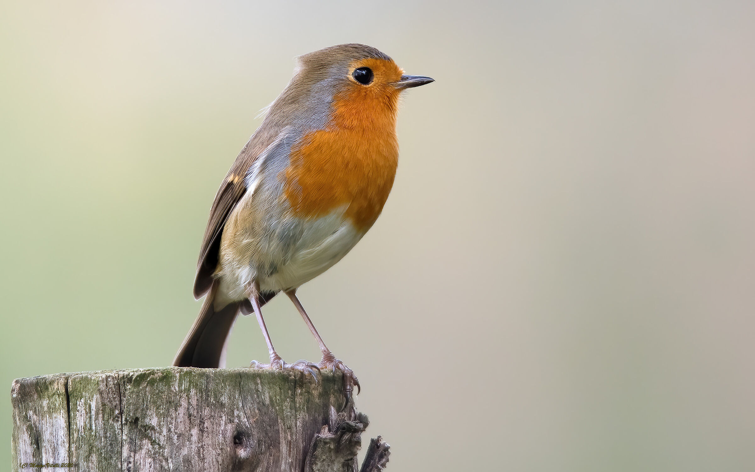 Robin (Erithacus rubecula)