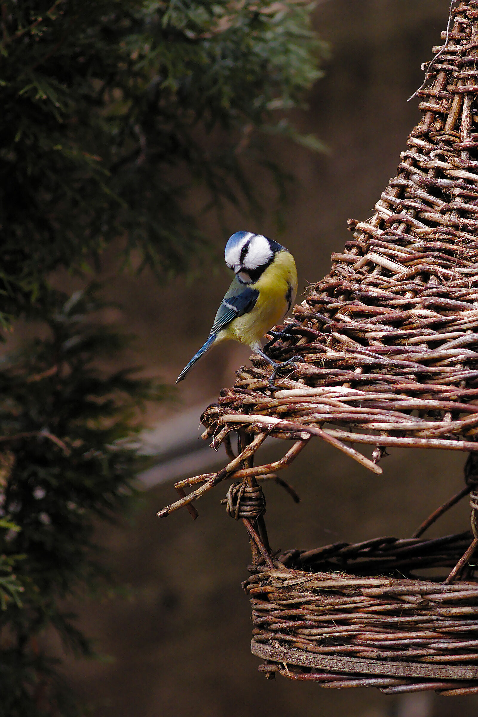 cinciarella or blue tit