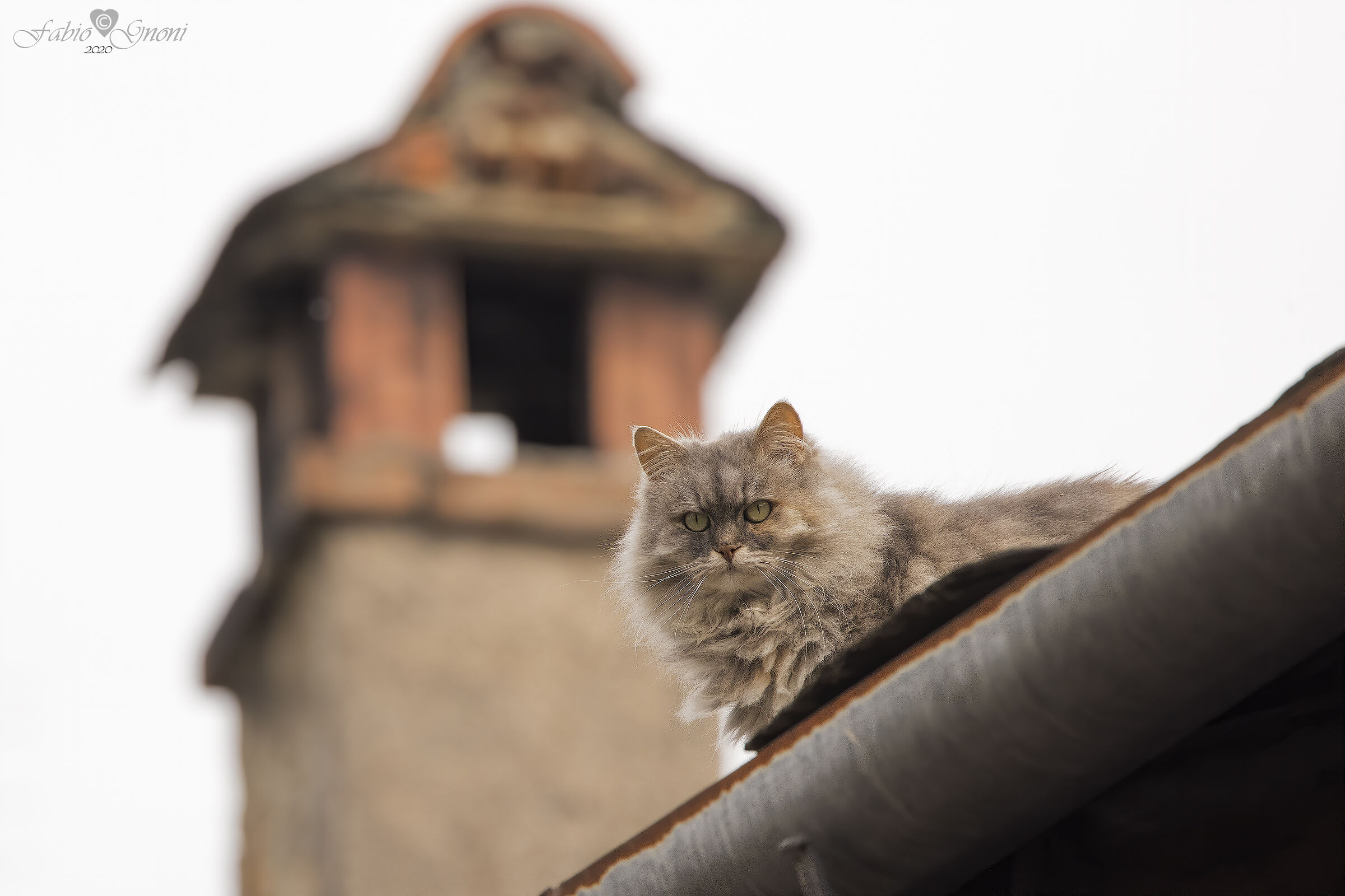 Cat on the Roof