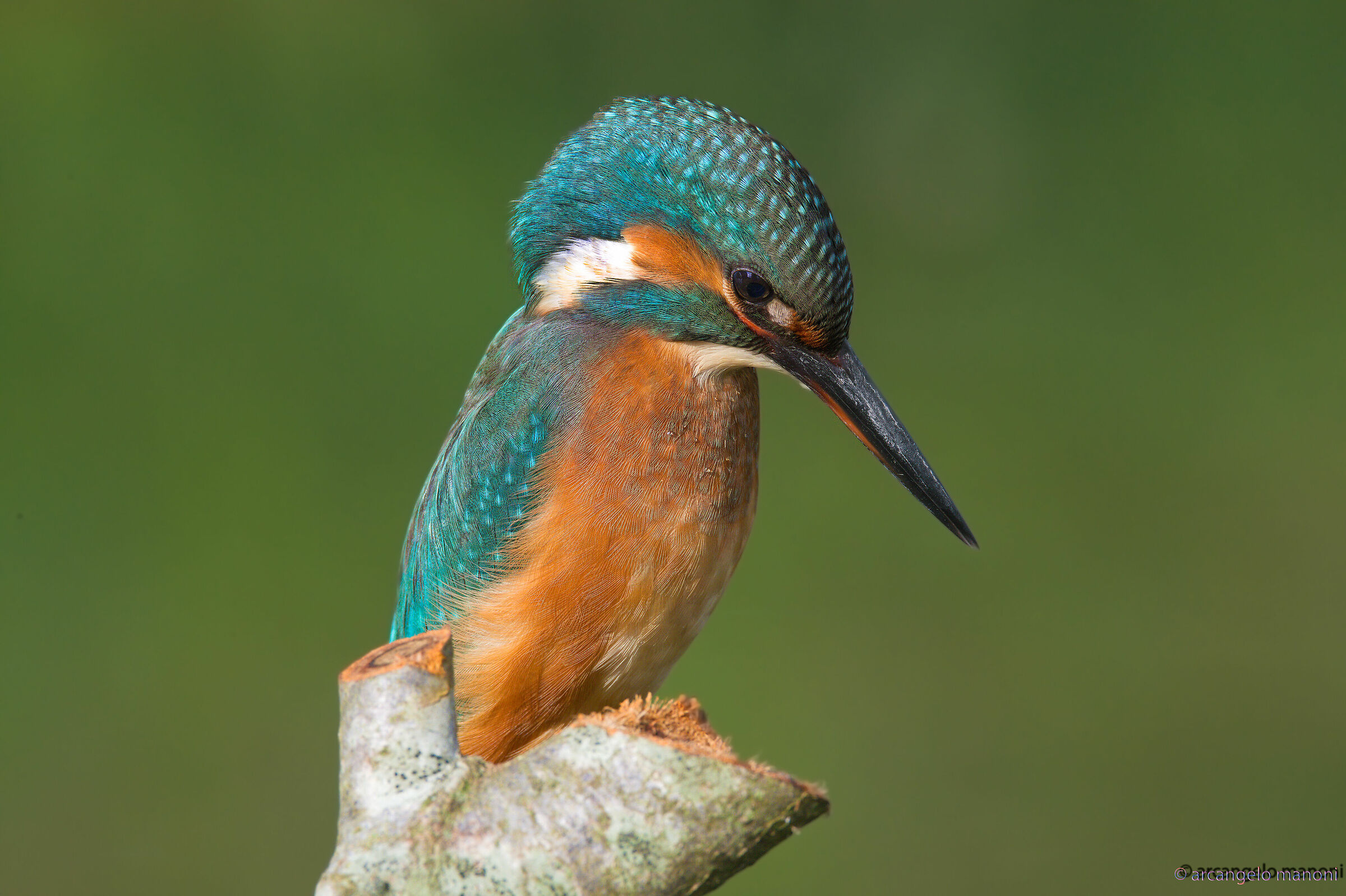 The Assiduous Fisherman