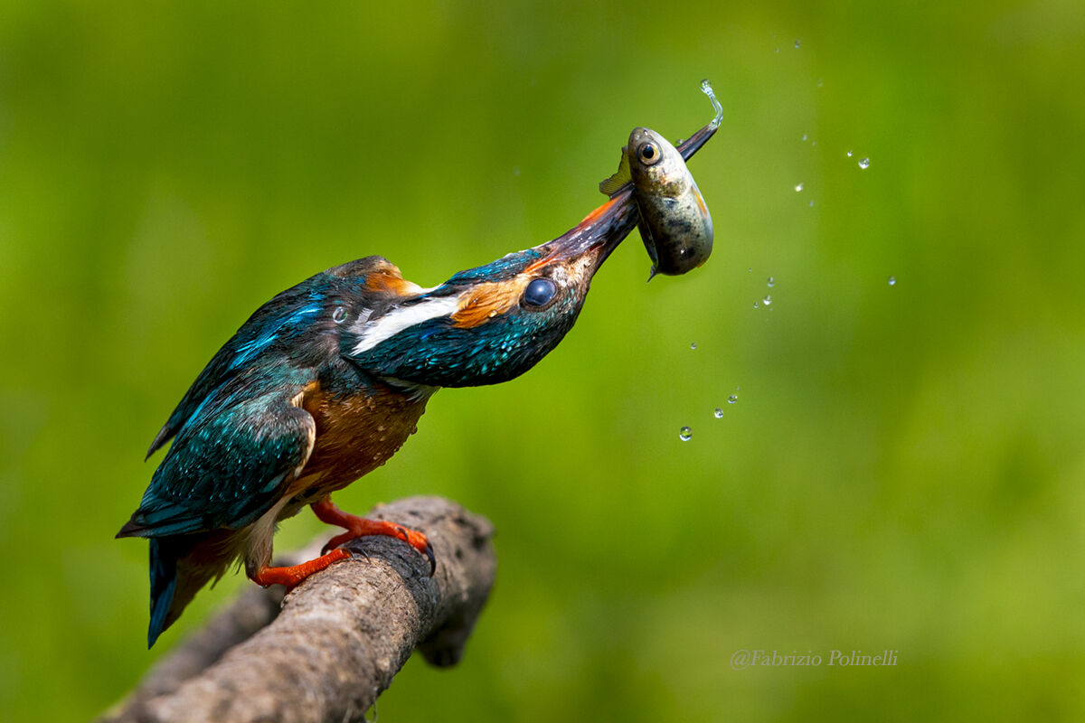 Kingfisher