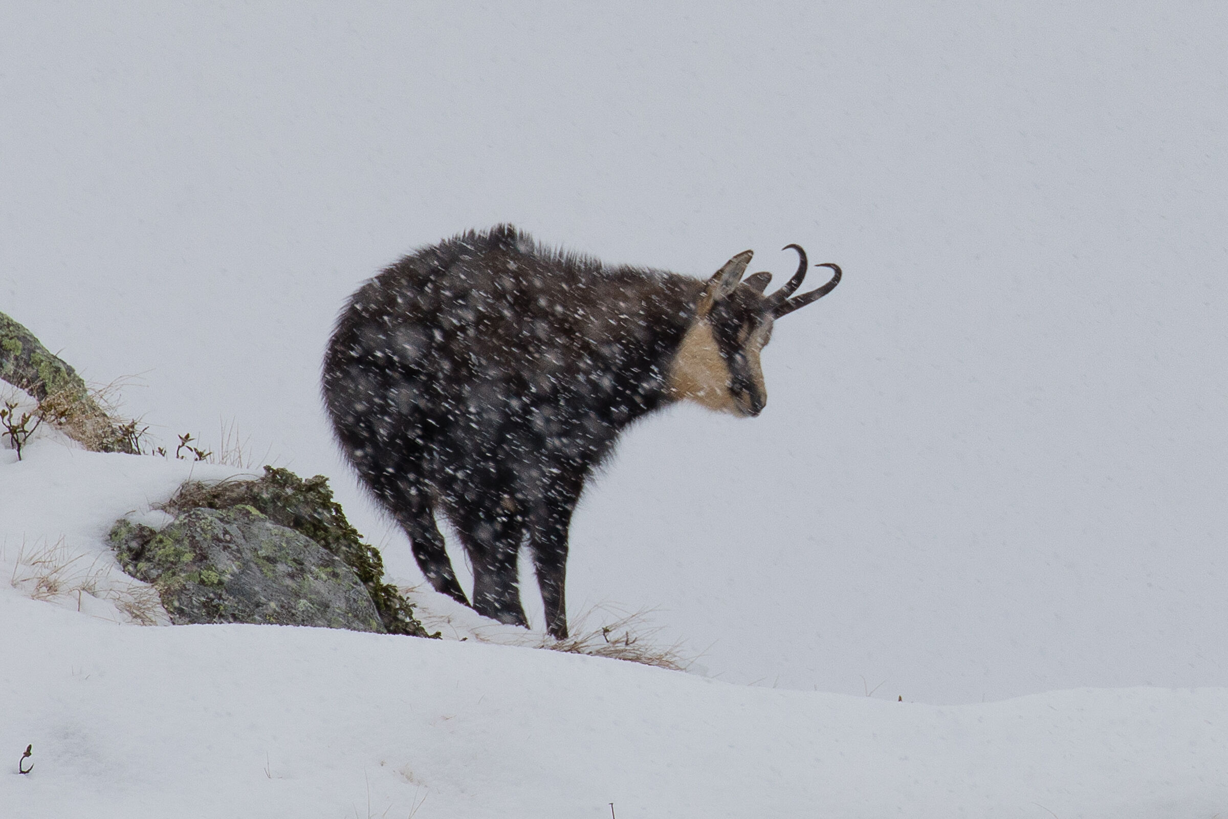 Winter is coming... two years later