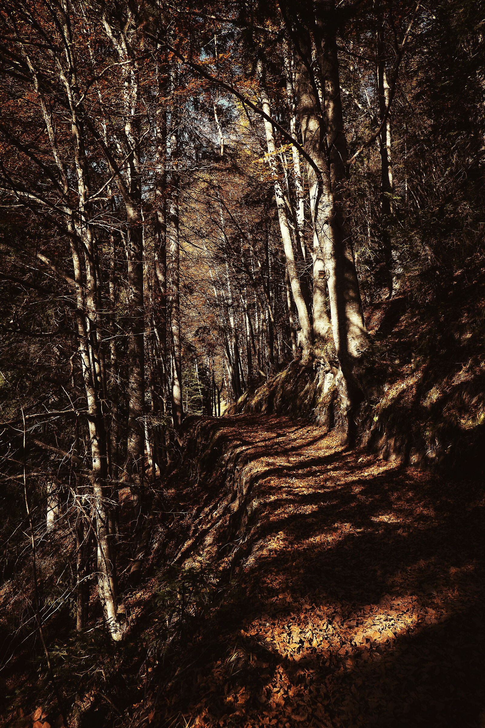 Autumn Road