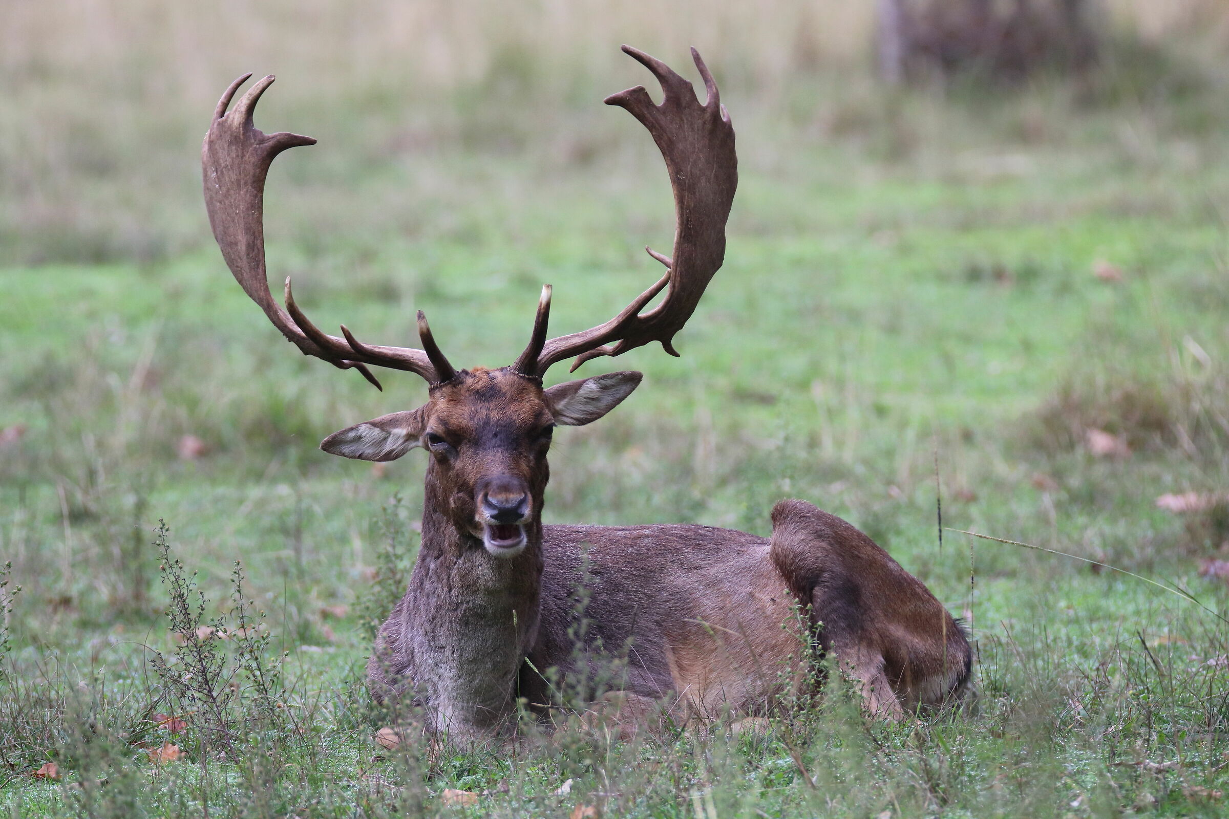 Parco Migliarino San Rossore