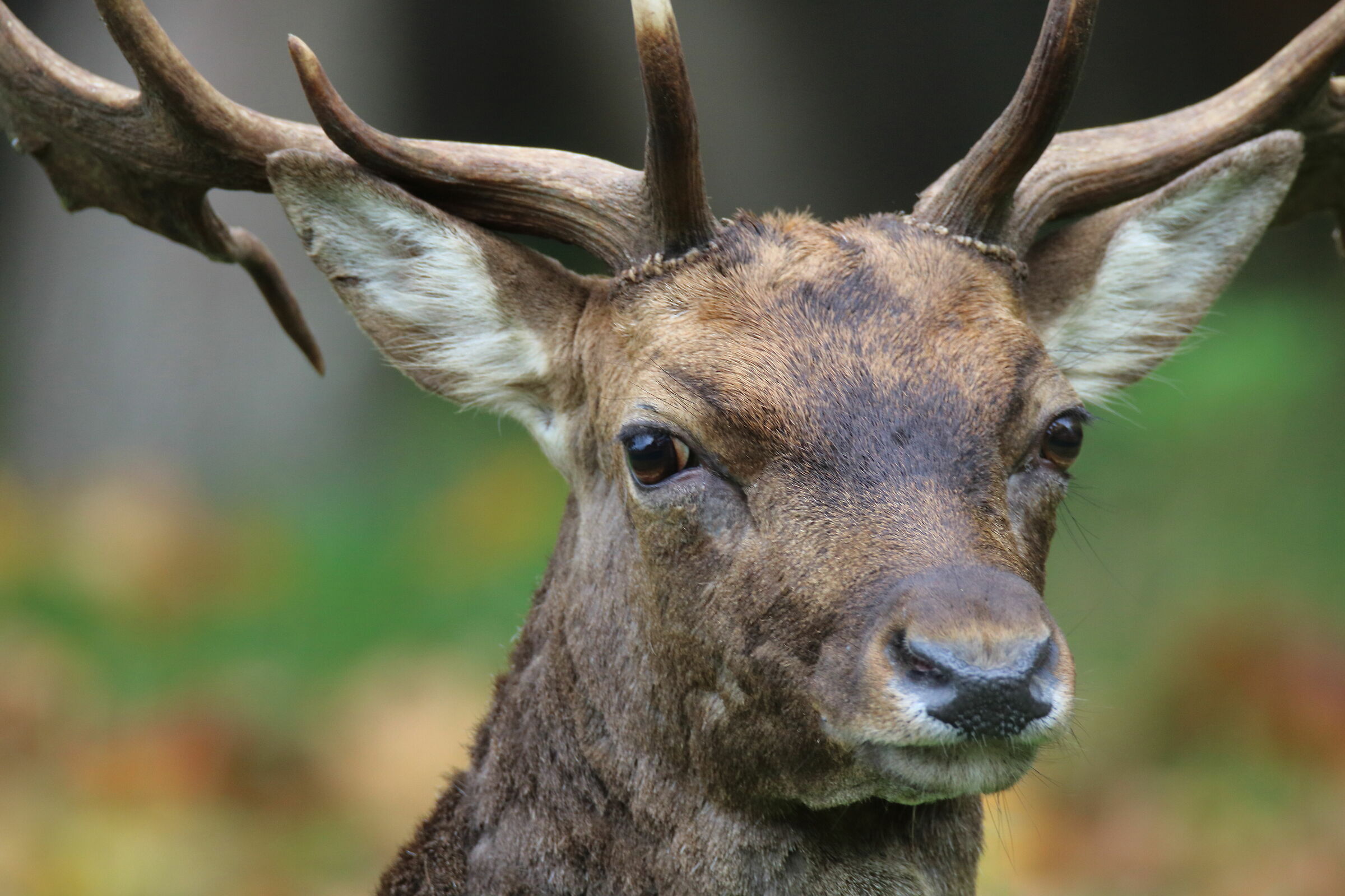 Parco Migliarino San Rossore