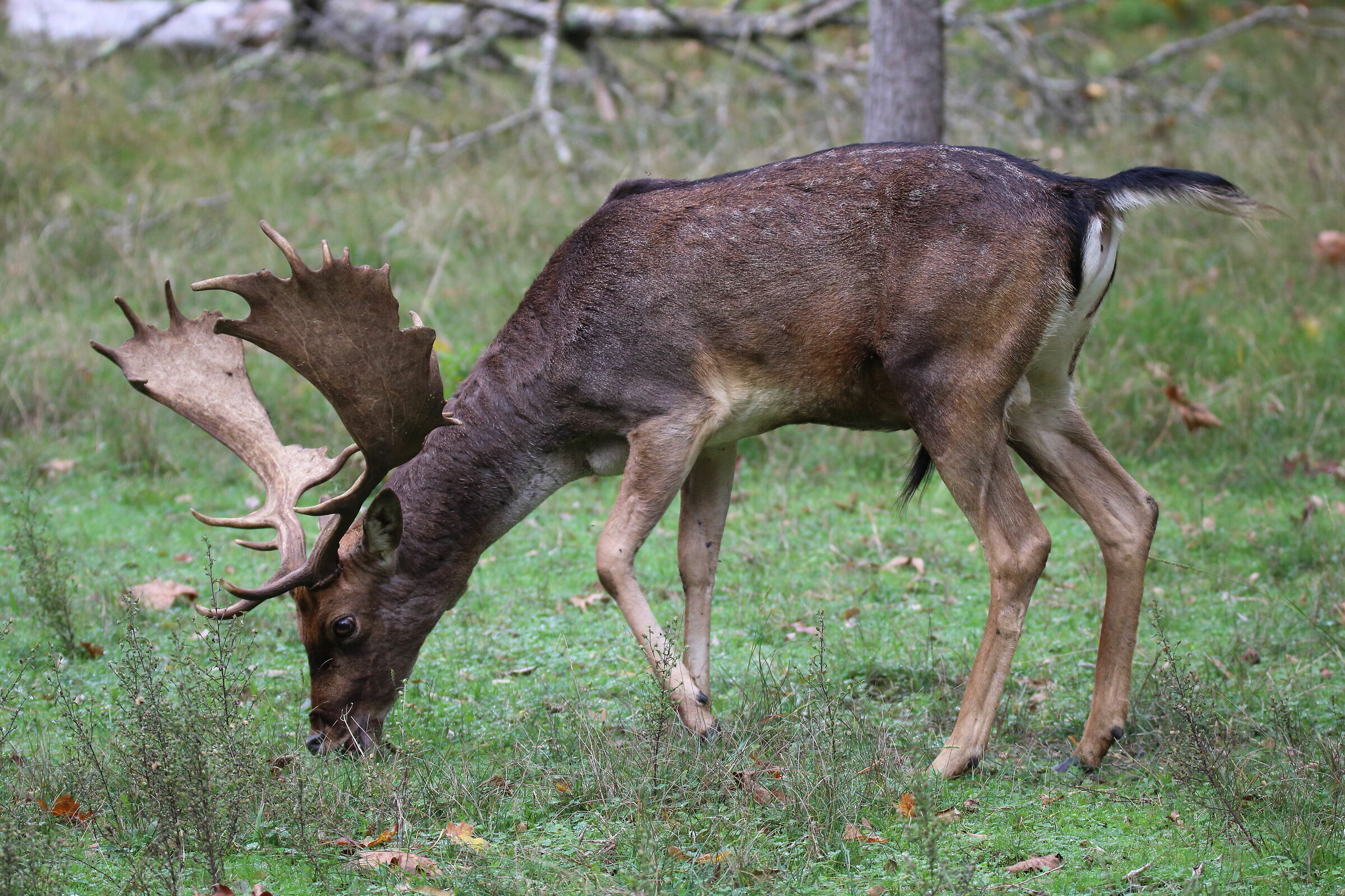 Parco Migliarino San Rossore