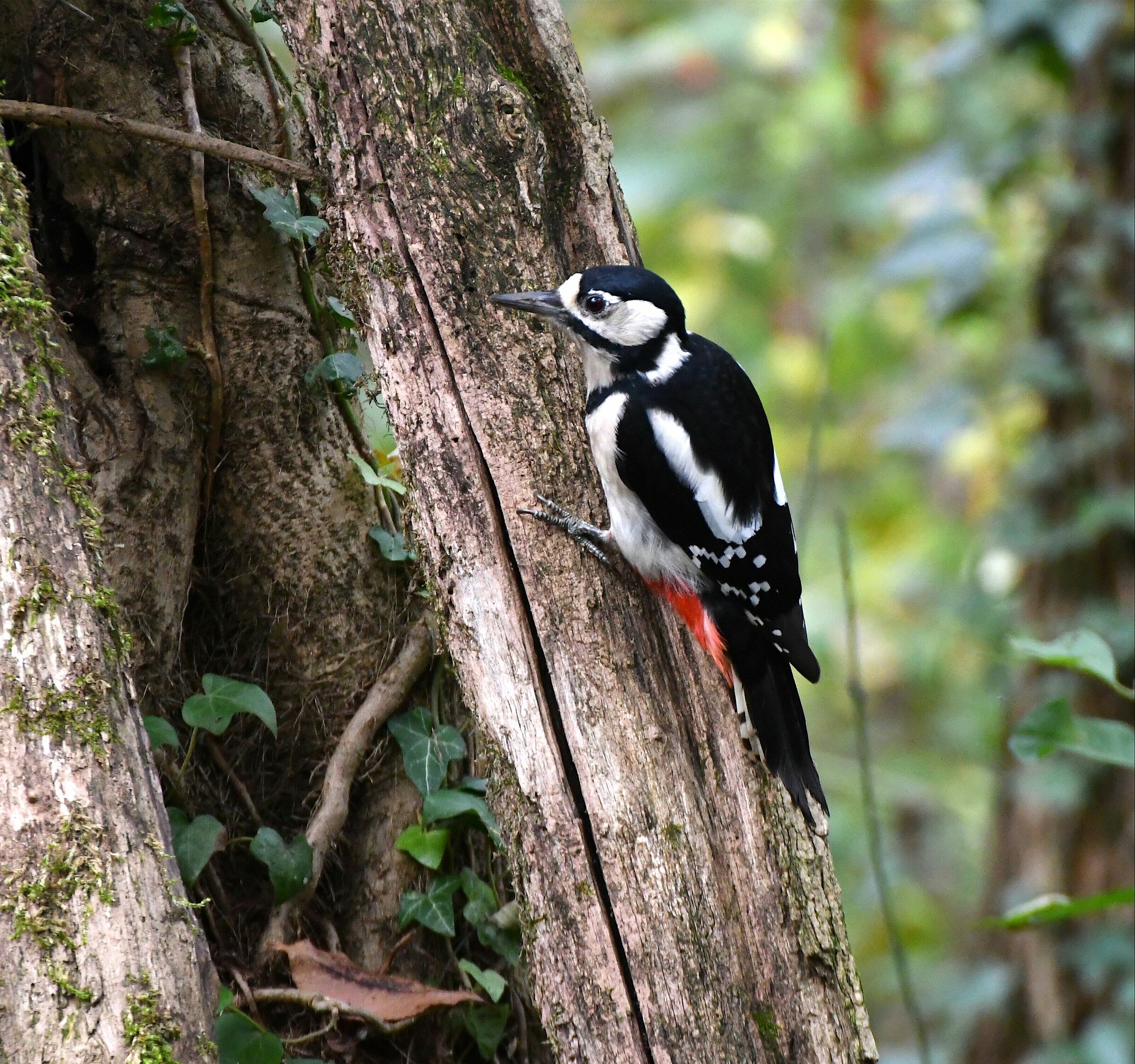 Picchio rosso maggiore