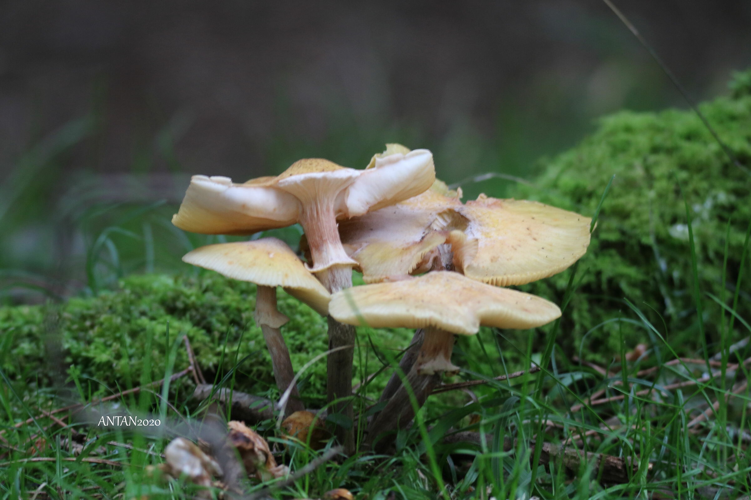 Parco Migliarino San Rossore