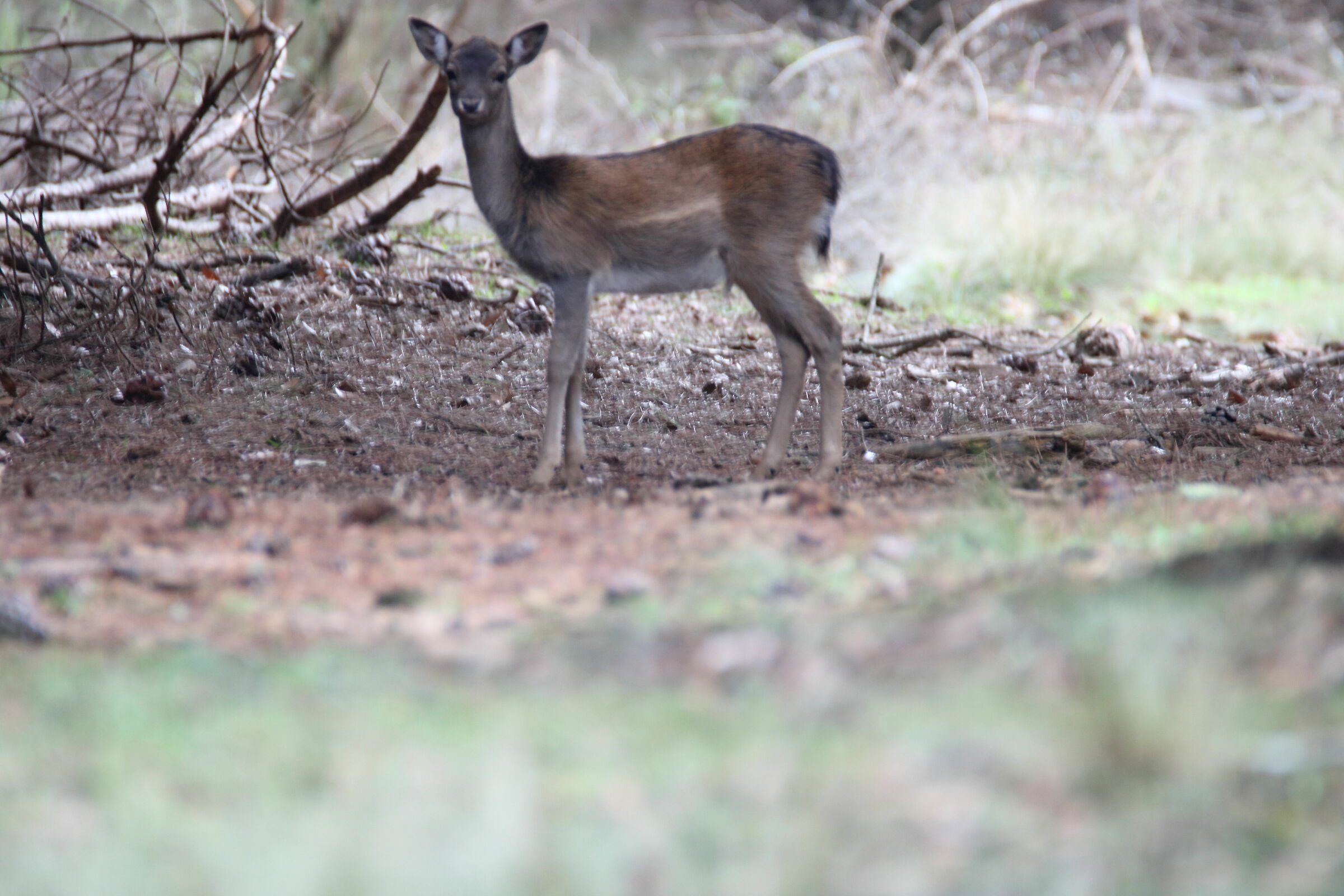 Parco Migliarino San Rossore