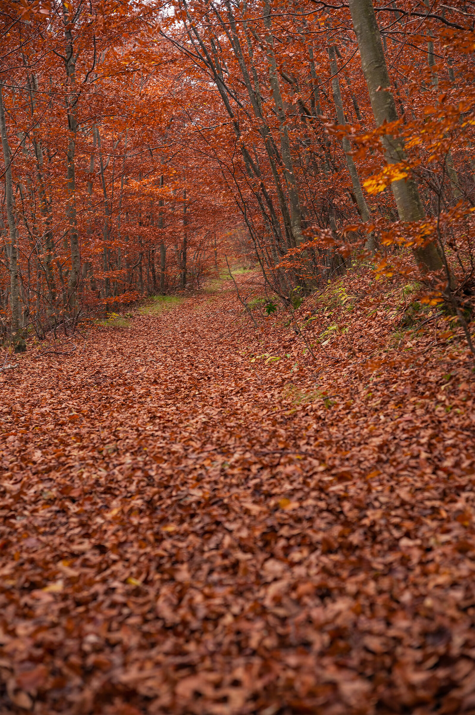La Faggeta Alpi Apuane.