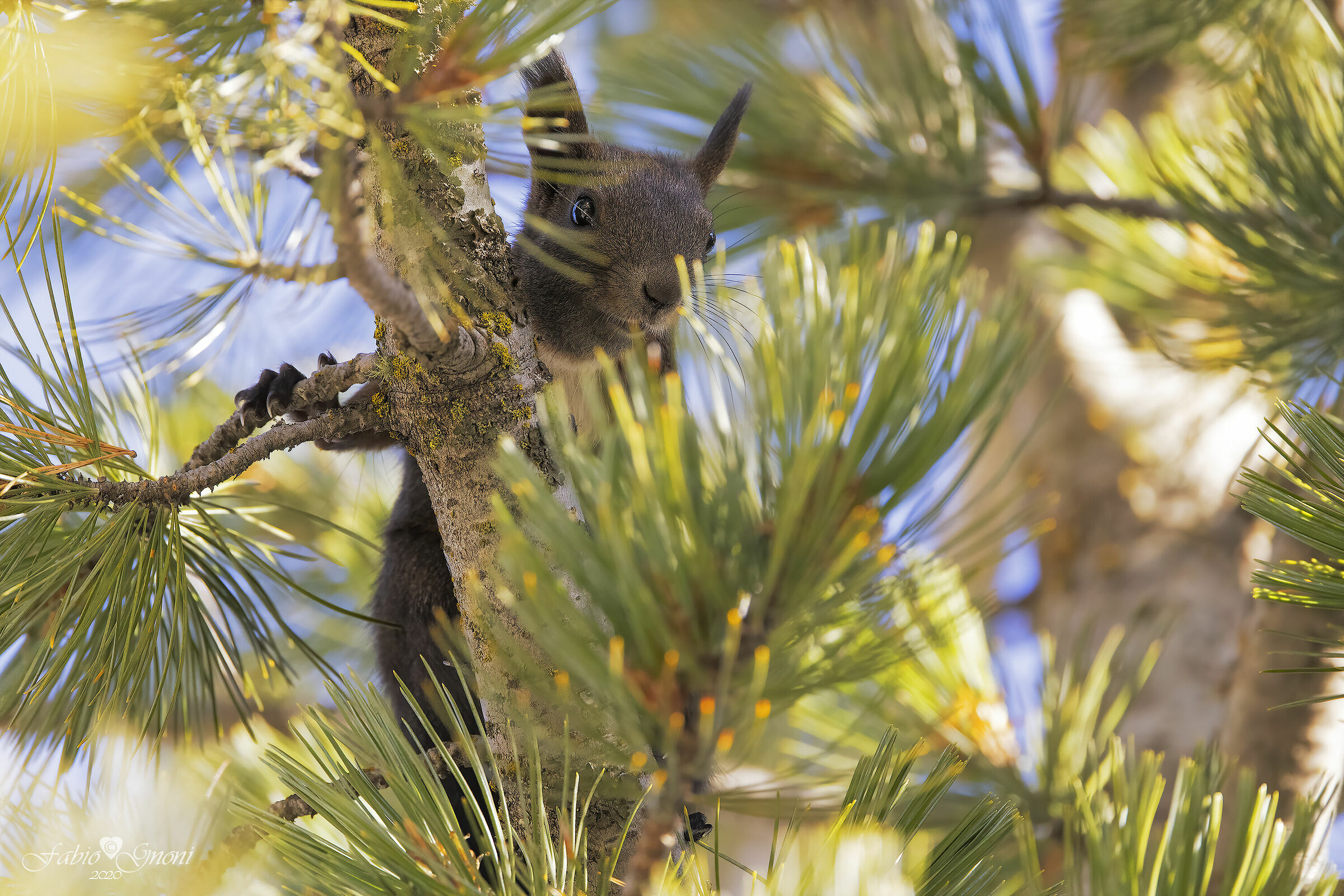 Squirrel on Pine
