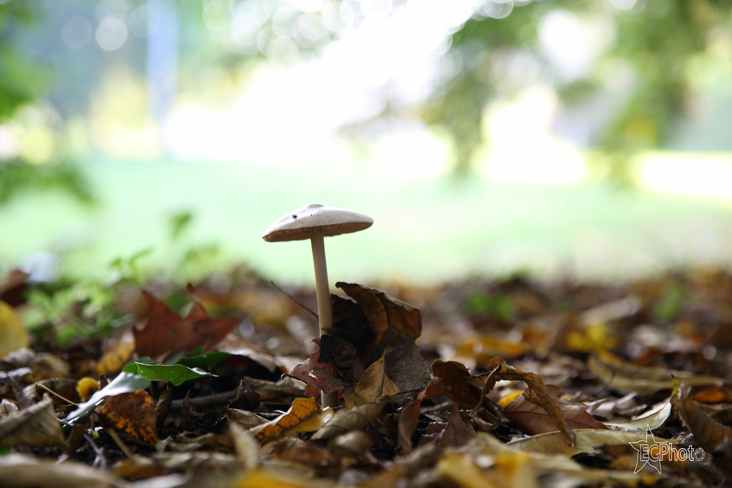 Sorprese al arco Lambro