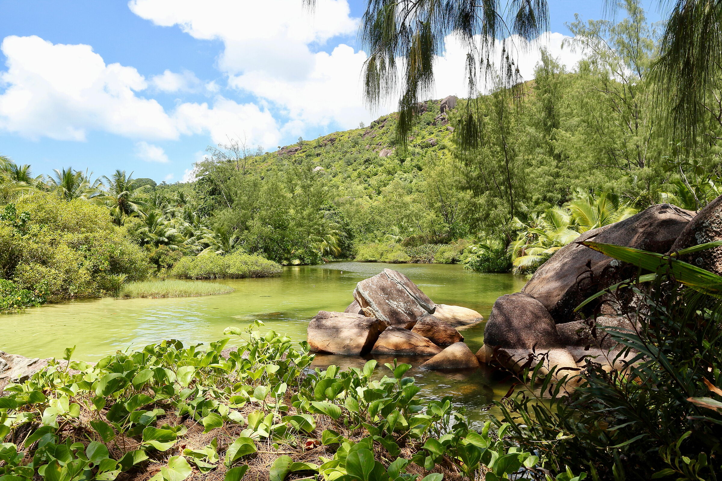 La flora nel mare di La Digue