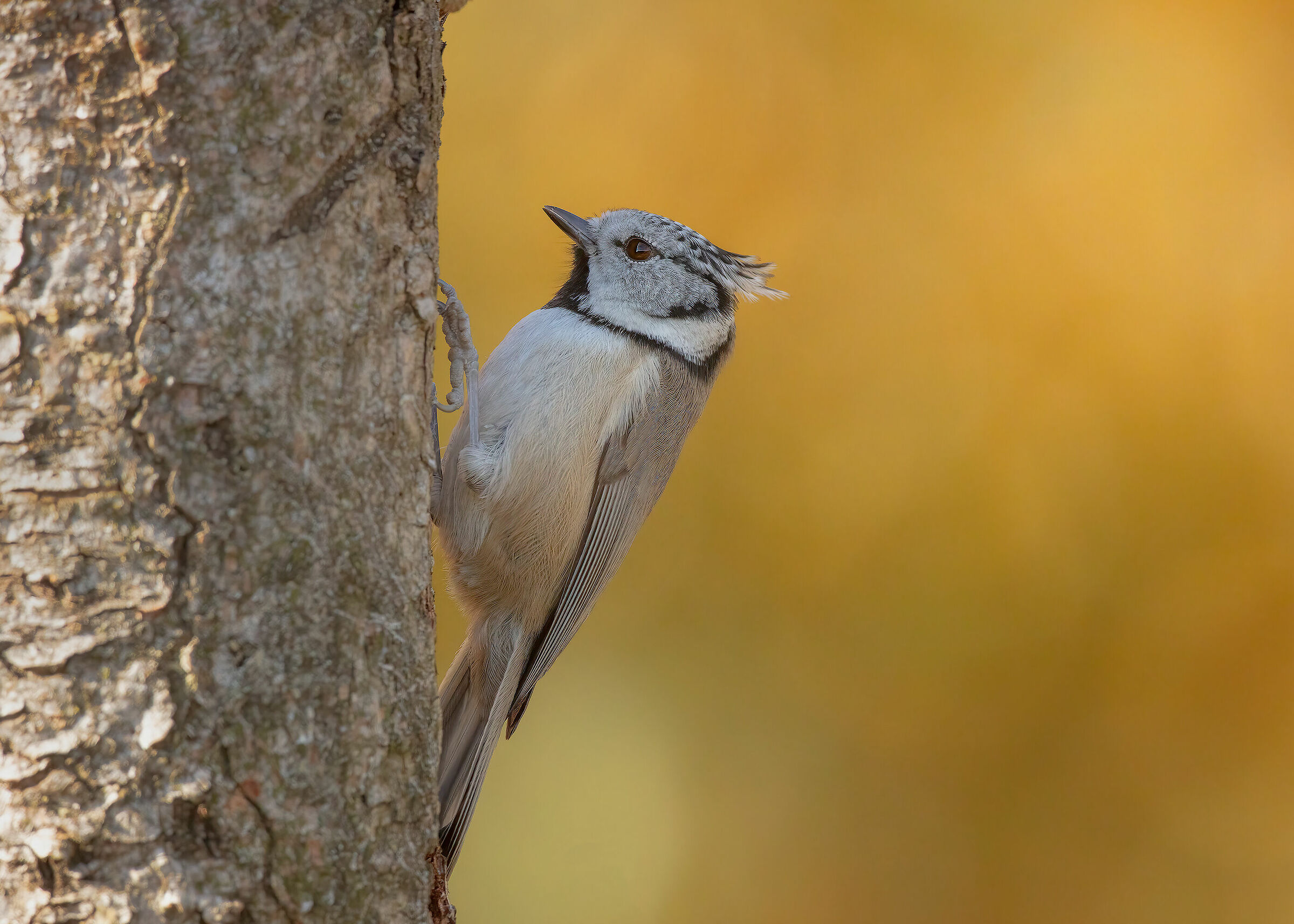 Cincia dal ciuffo su sfondo di betulle dorate