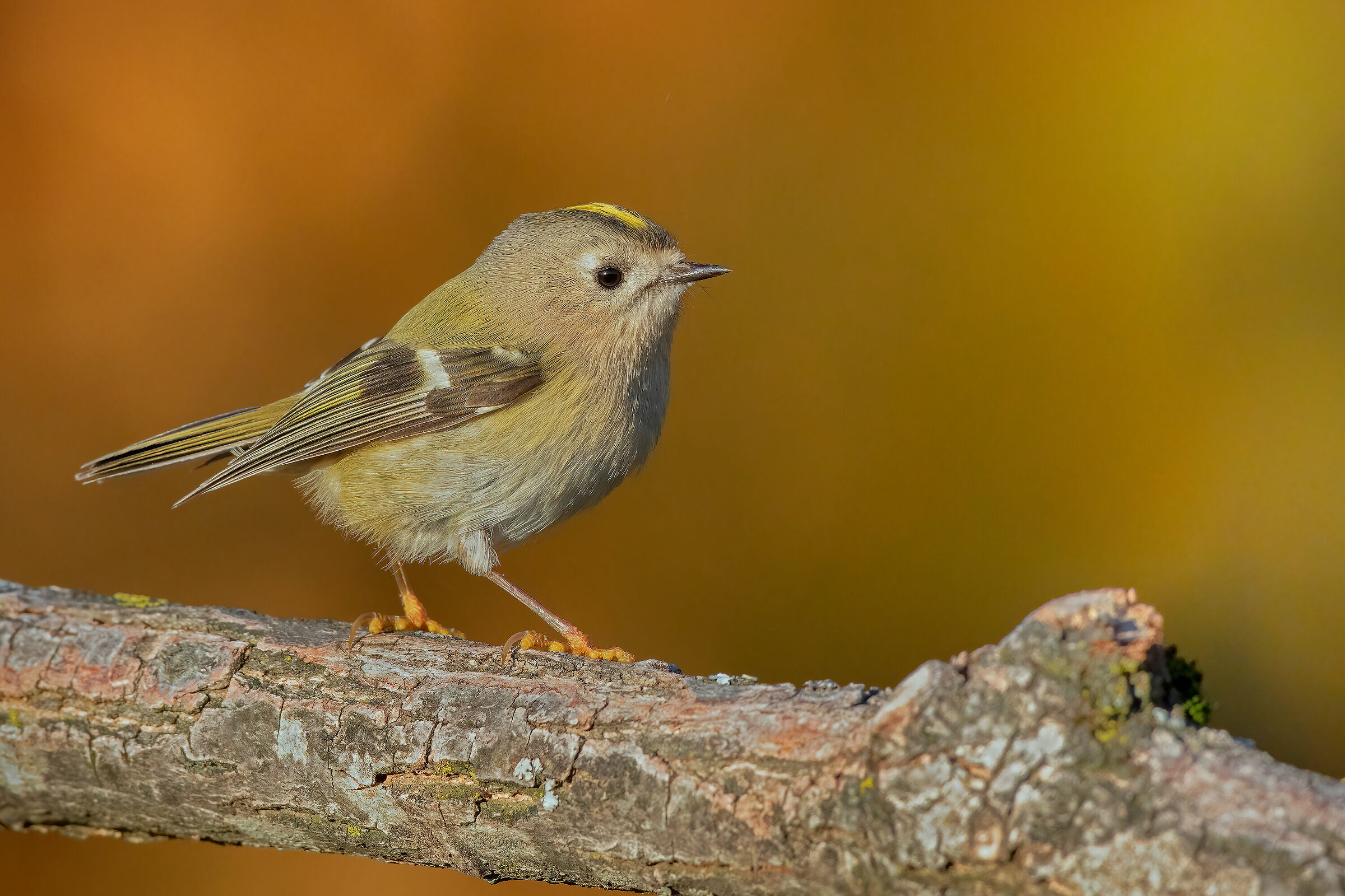 Regolo su sondo autunnale di betulle dorate