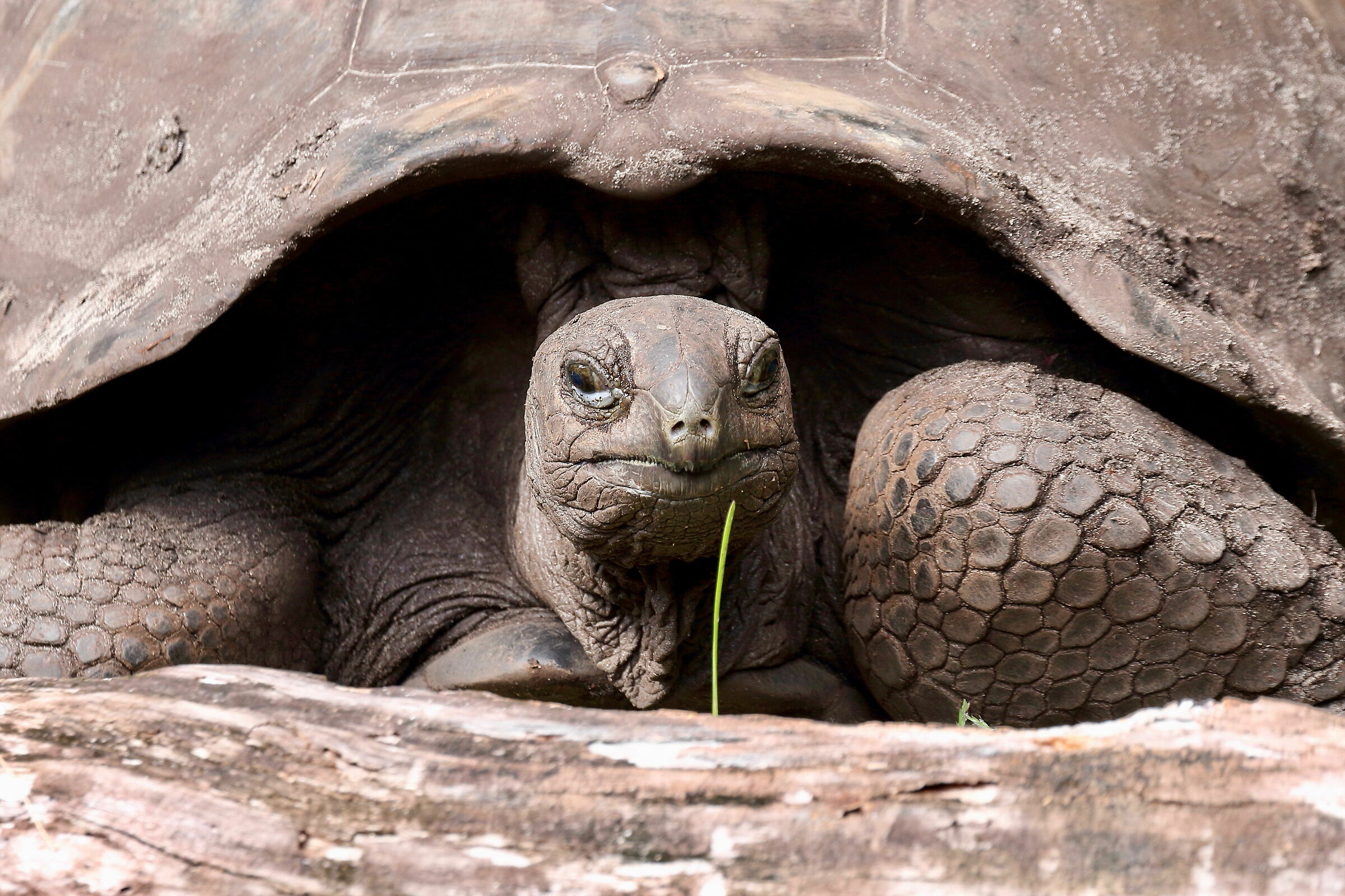 Uguale da milioni di anni