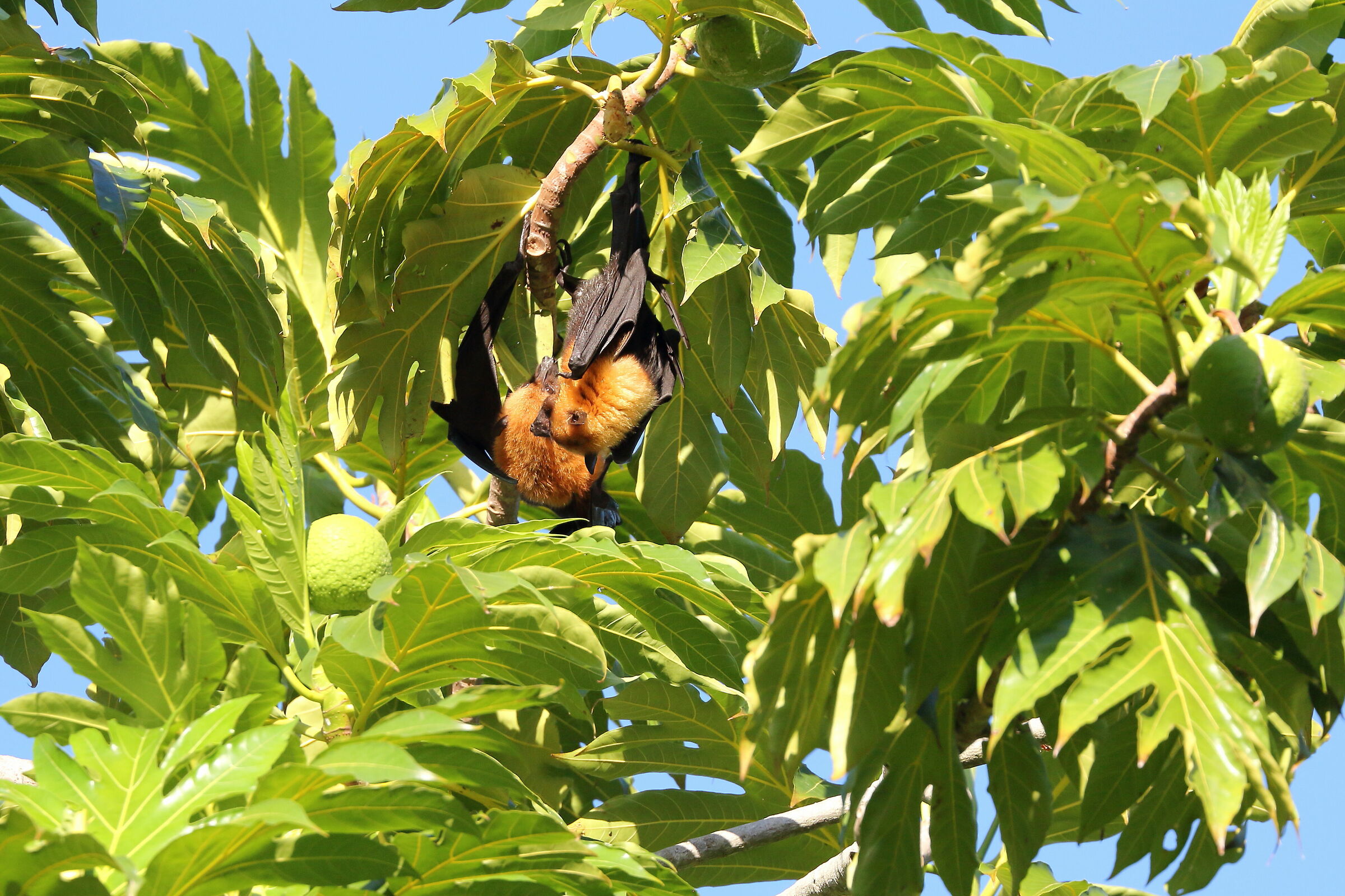 Ospiti nel giardino di casa