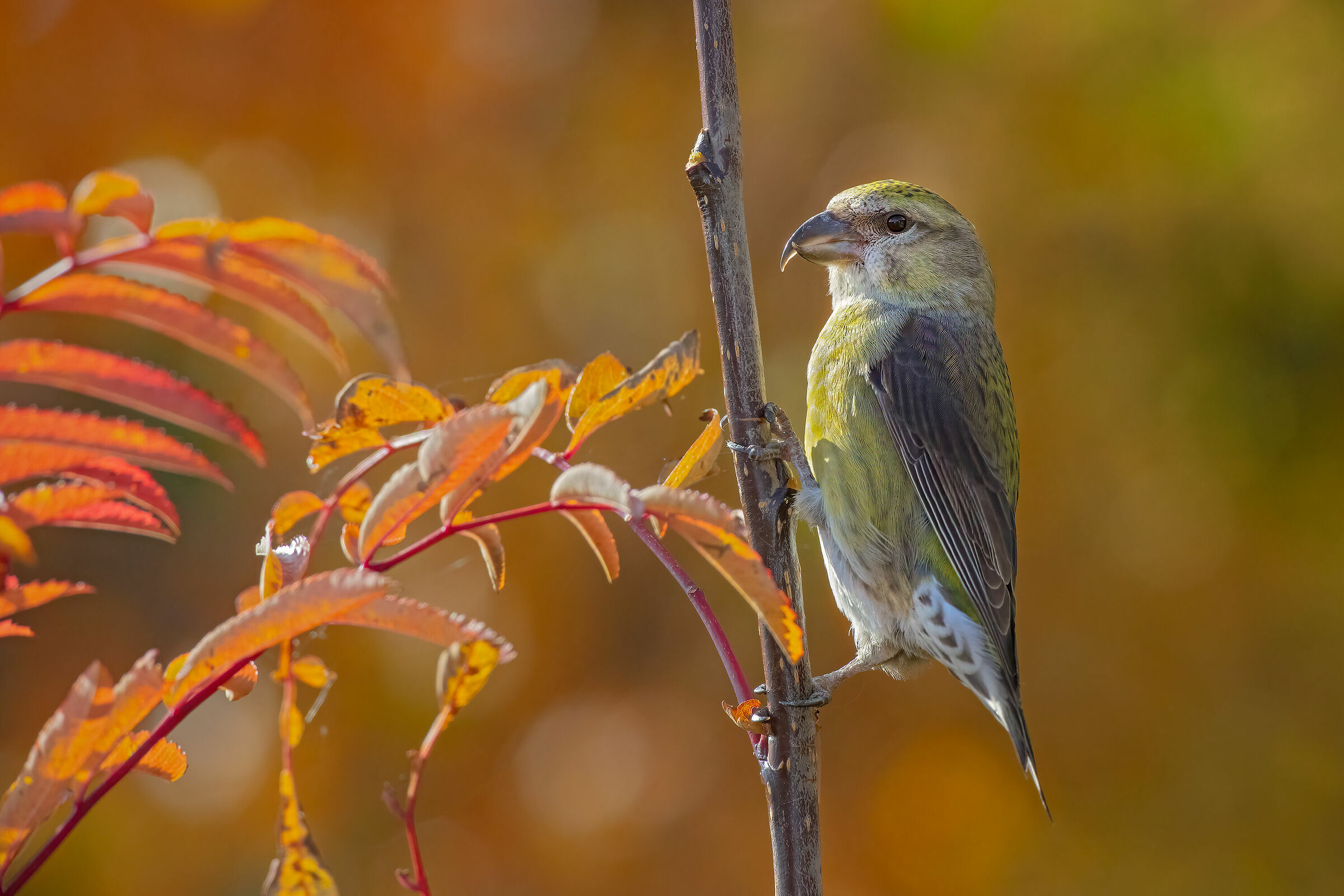 Crociere - Autunno 2020