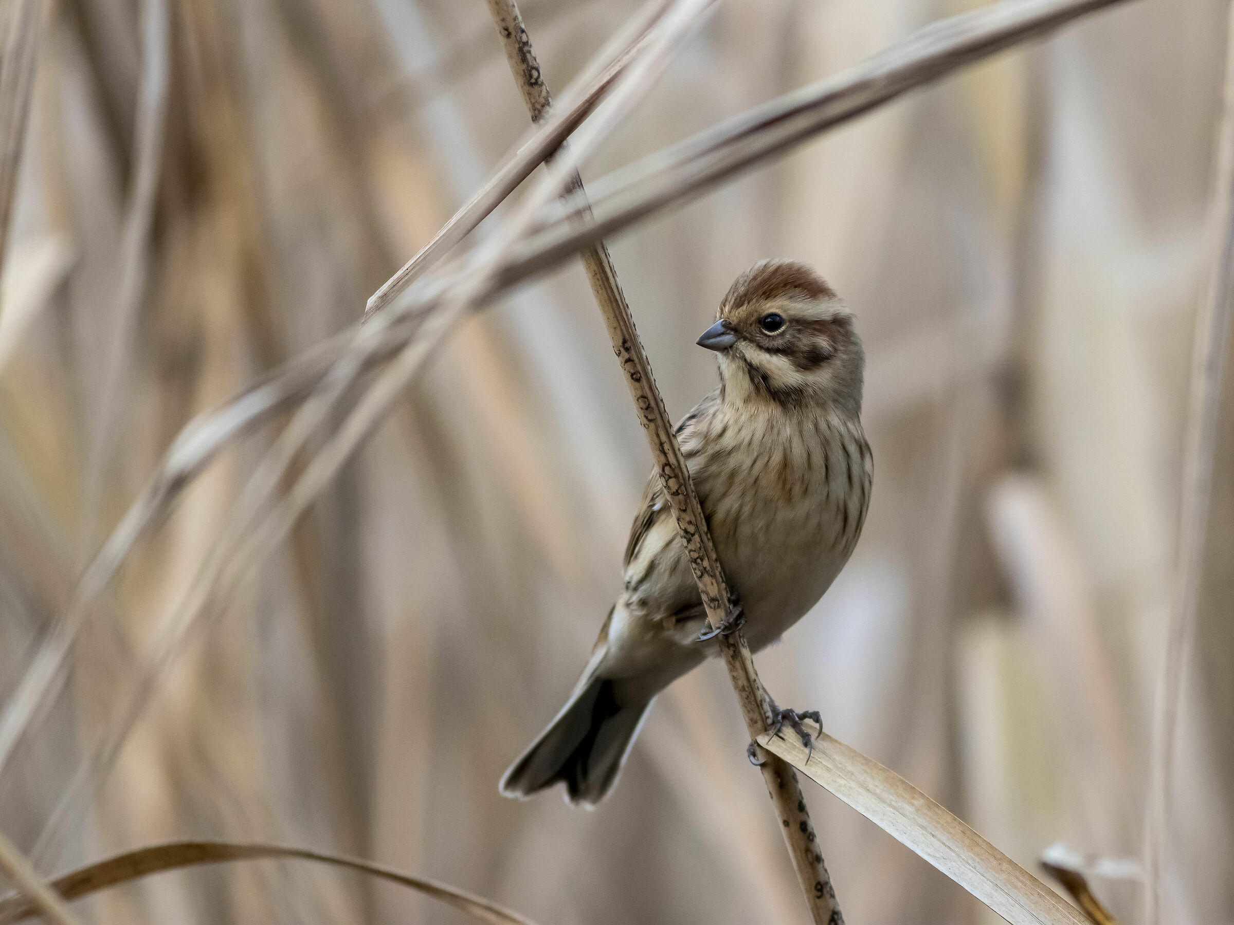 Migliarino di palude