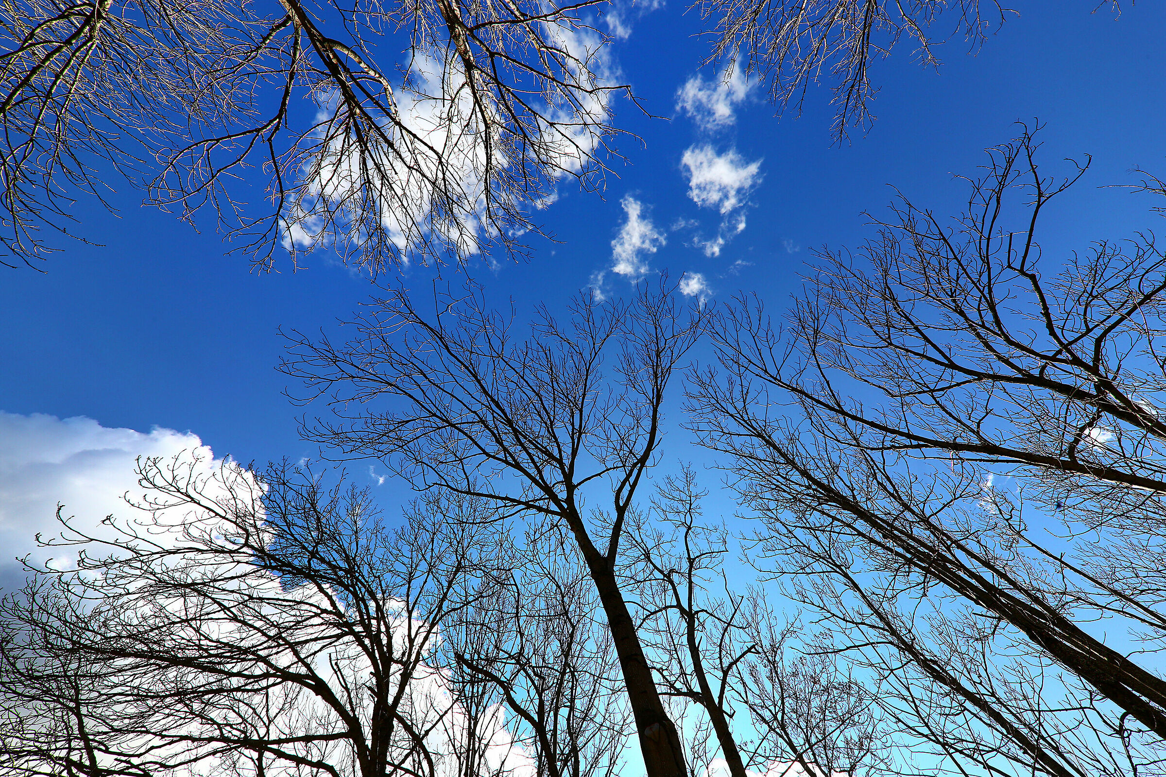 Autunno (cadon Le Foglie)