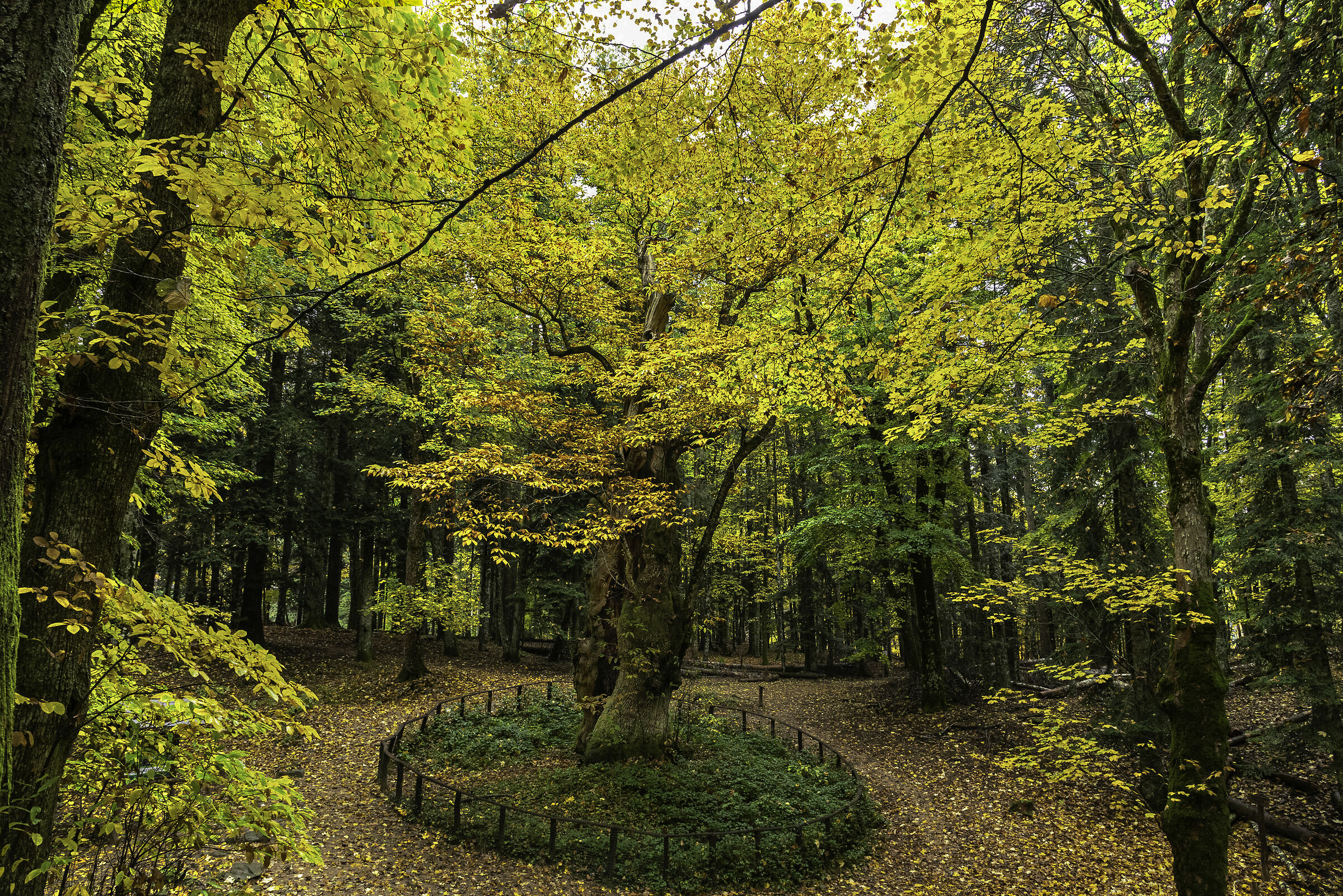 Castagno Miraglia Camaldoli