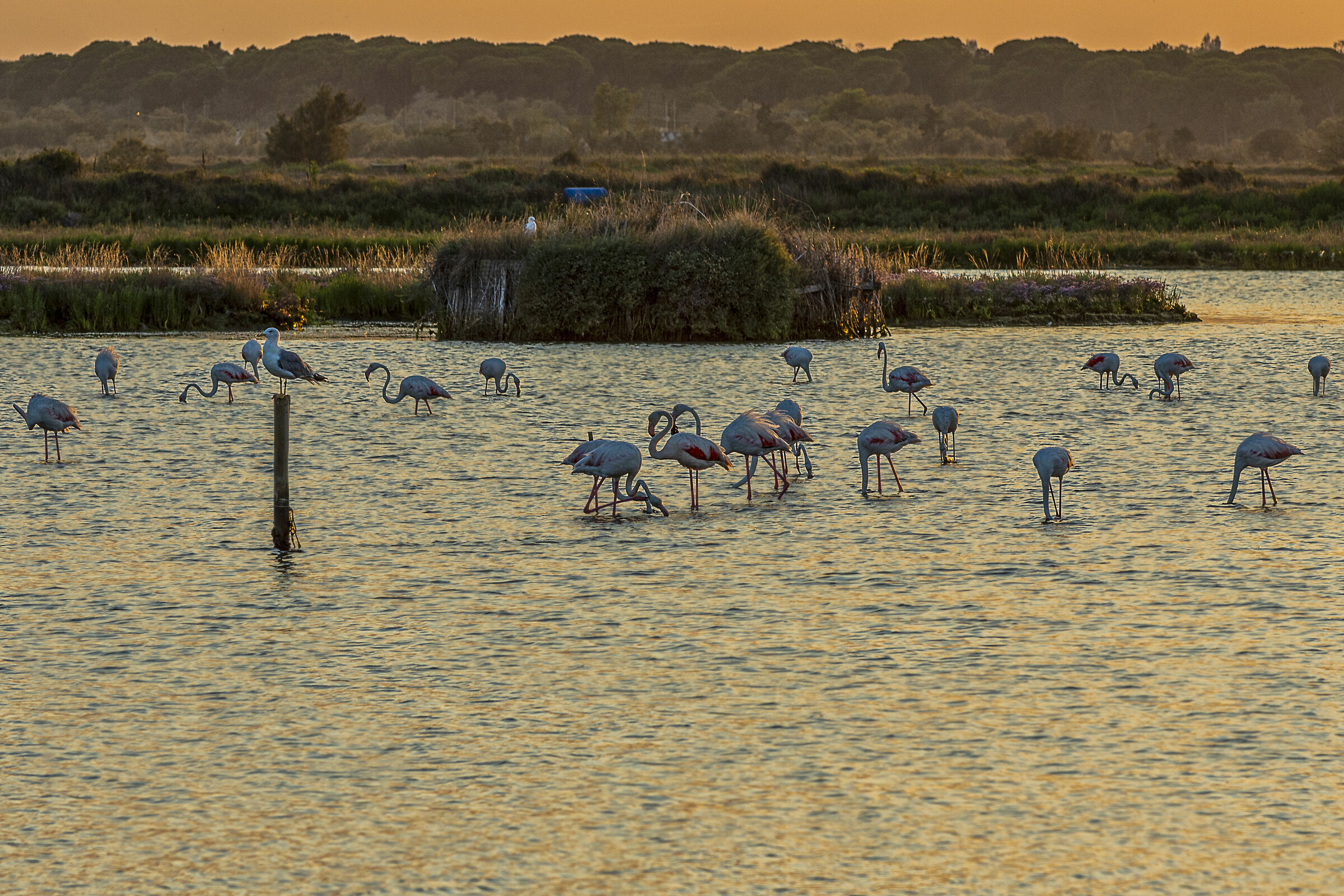 Fenicotteri in valle