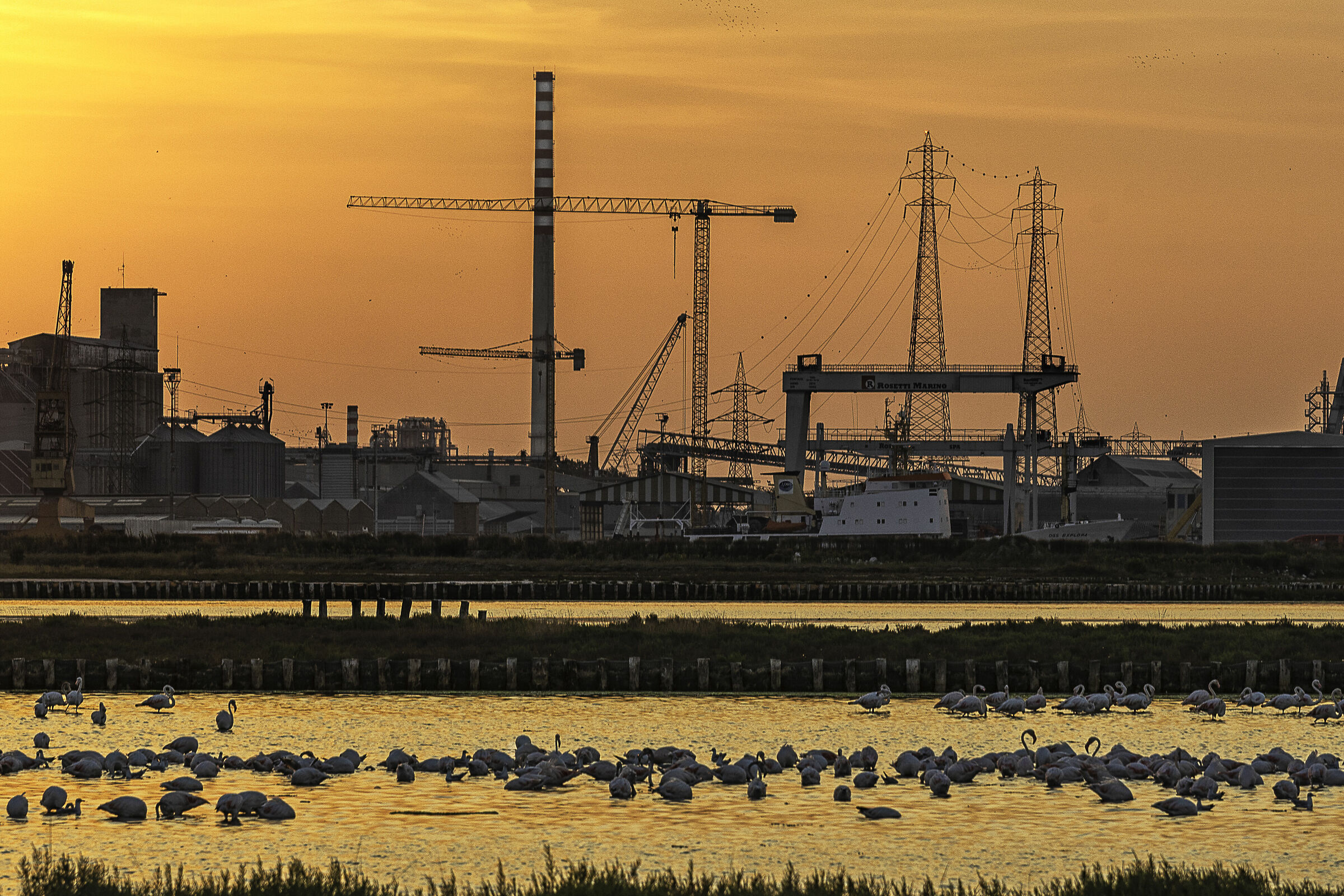 Fenicotteri e industrie