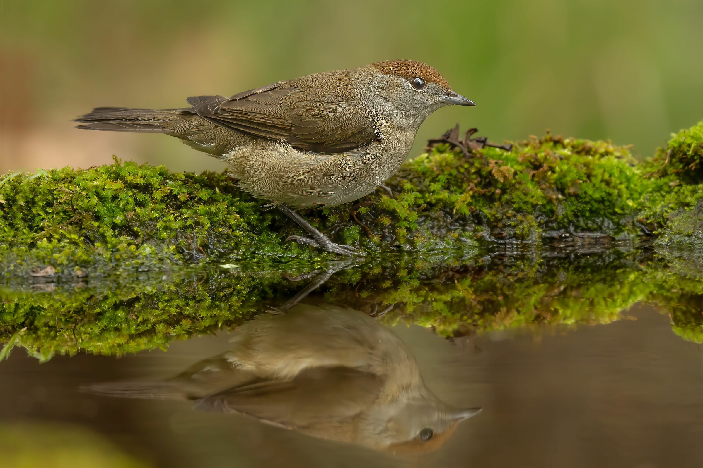 Blackcap