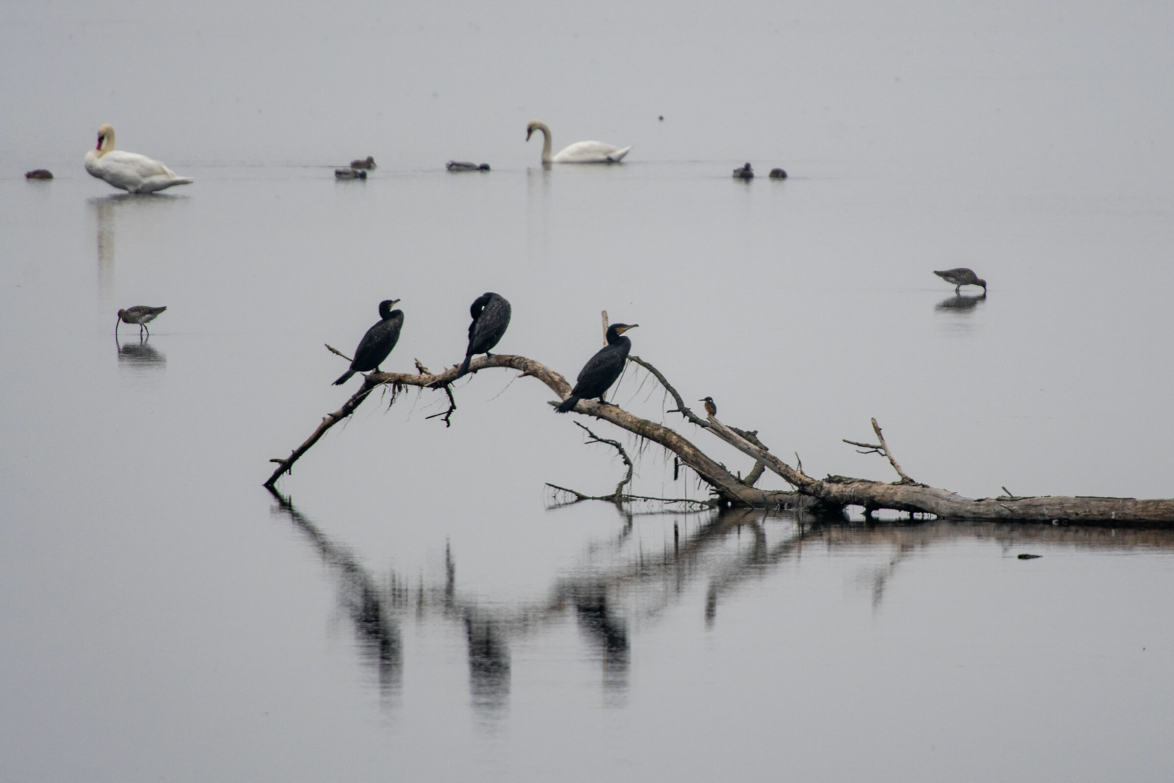 The Kingfisher with the Cormorants