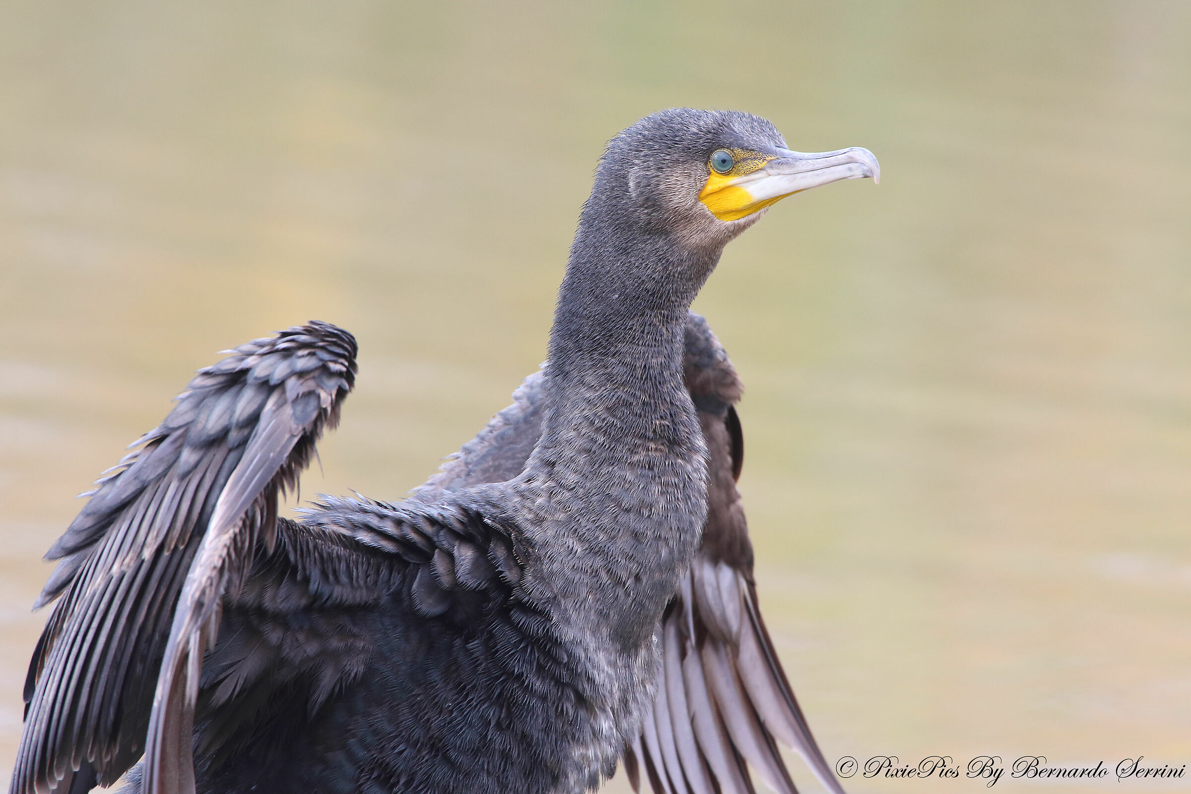 Cormorant