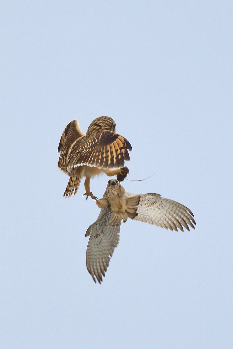 Gufo di palude vs gheppio