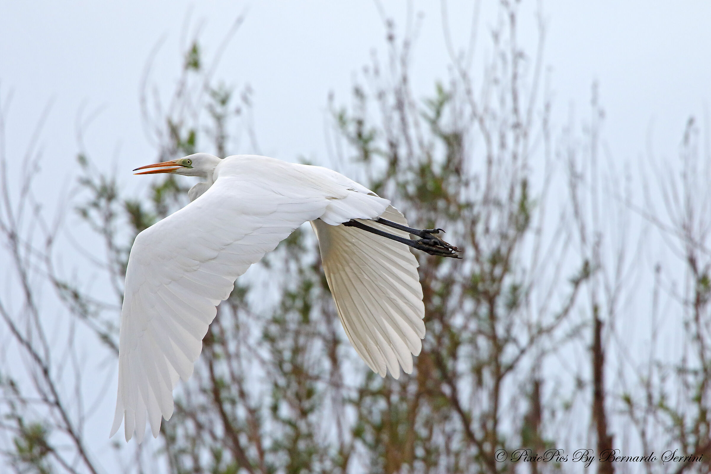 White heron