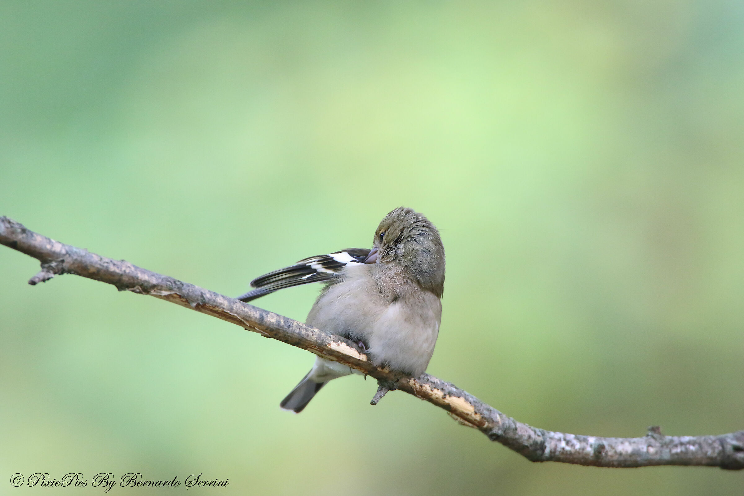 Female finch