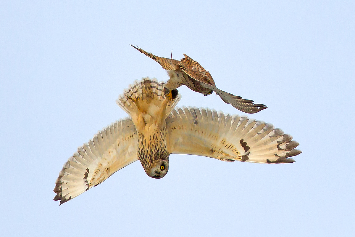 Gufo di palude vs gheppio