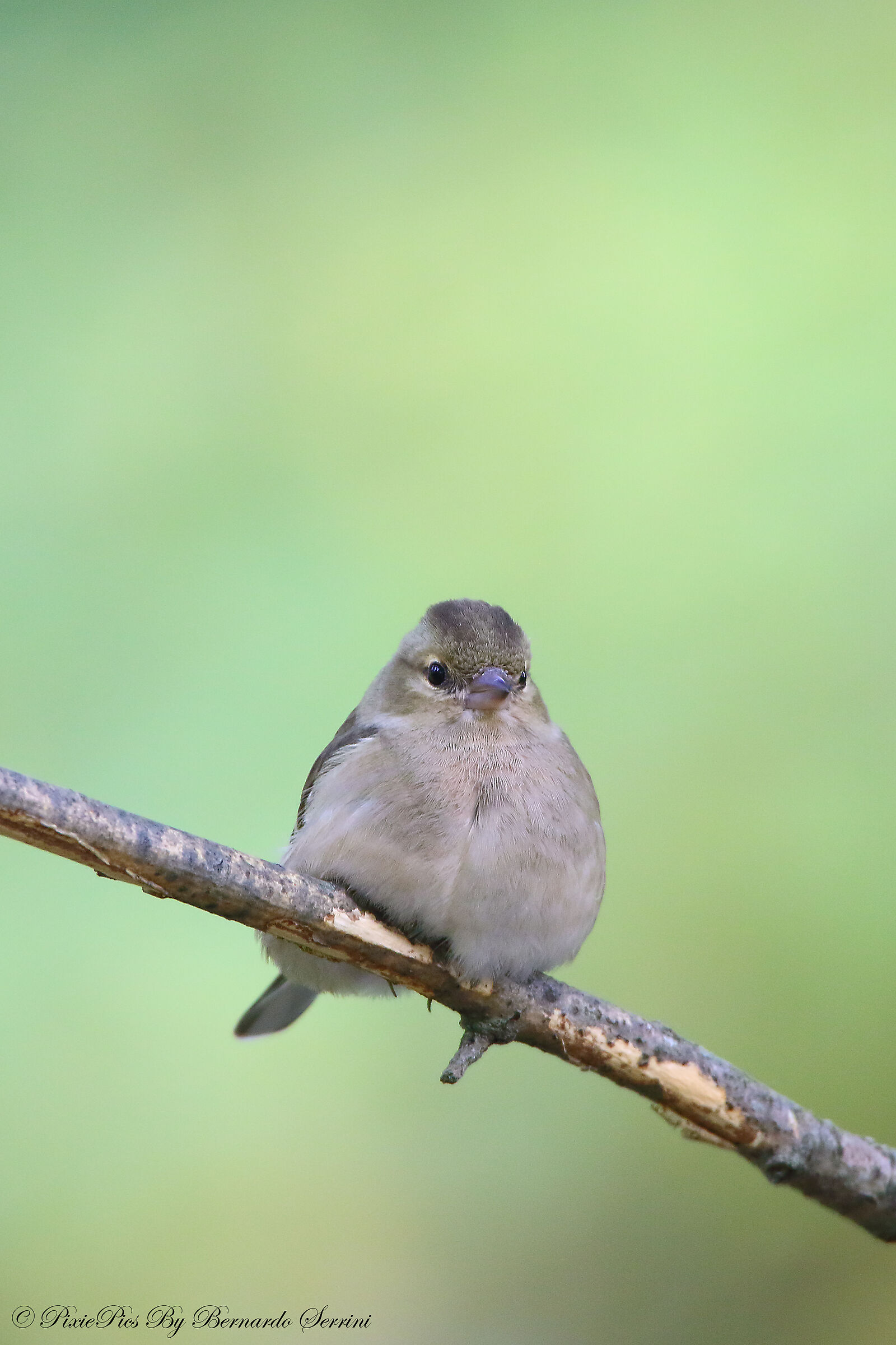 Female finch