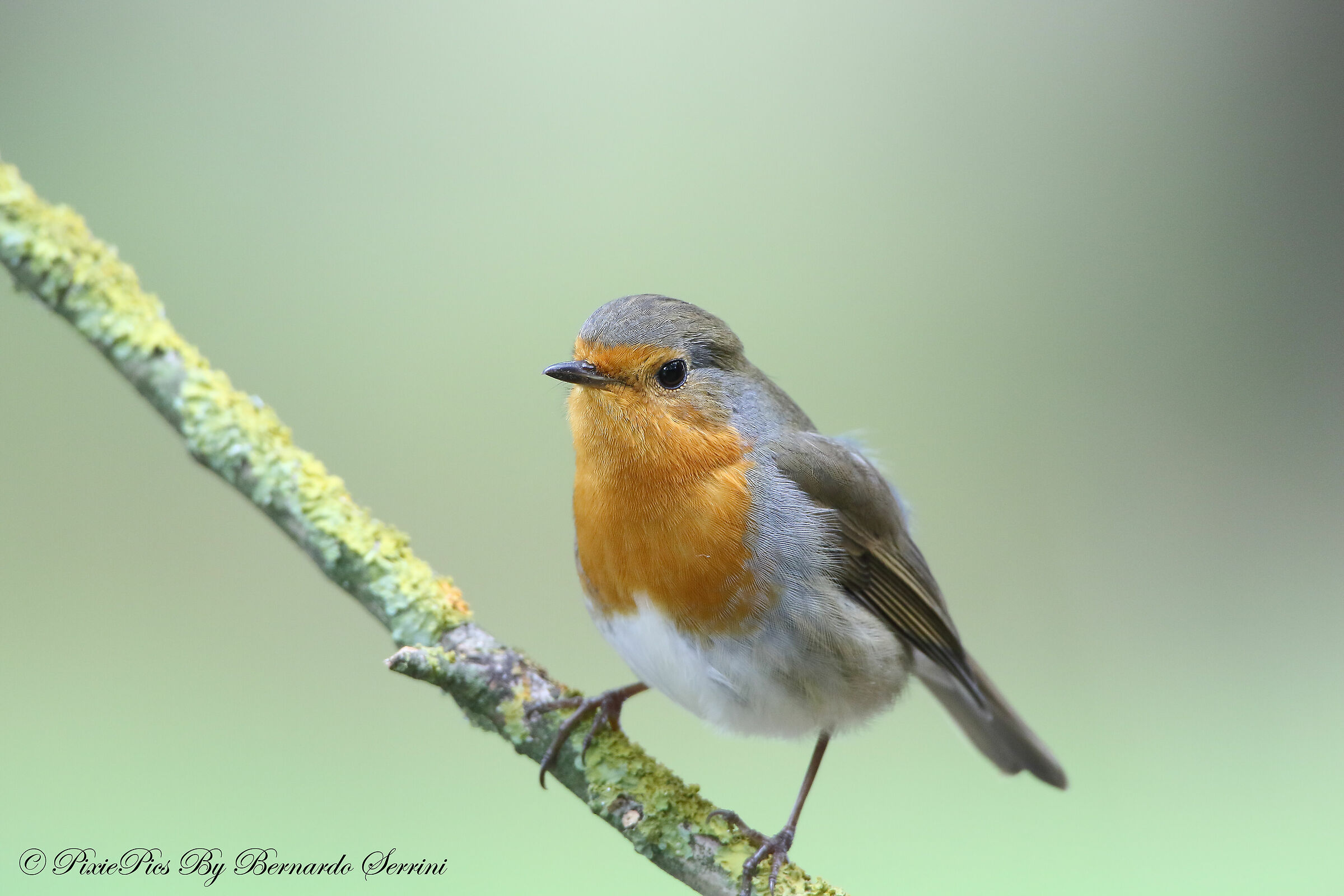 Robin
