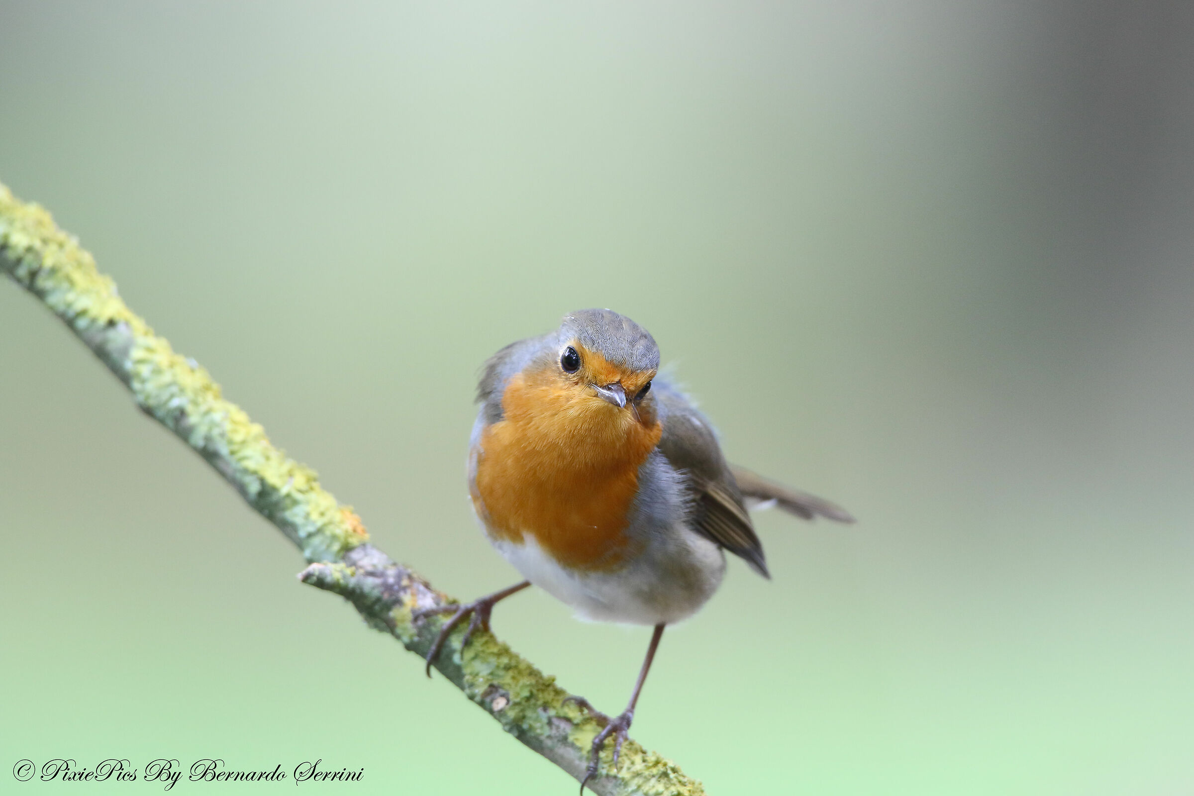 Robin