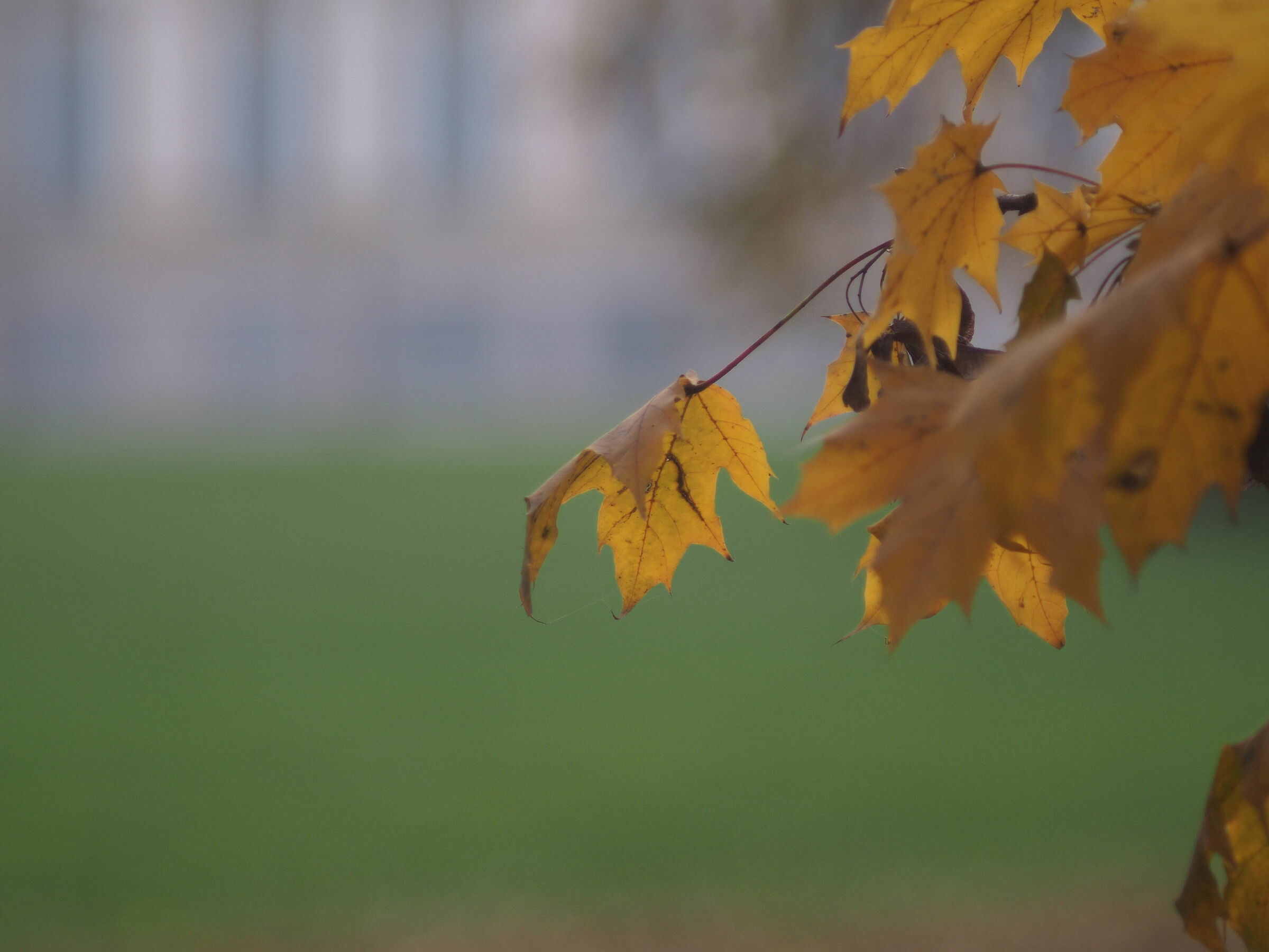 Yashica ML 28 f2.8 su e-m10