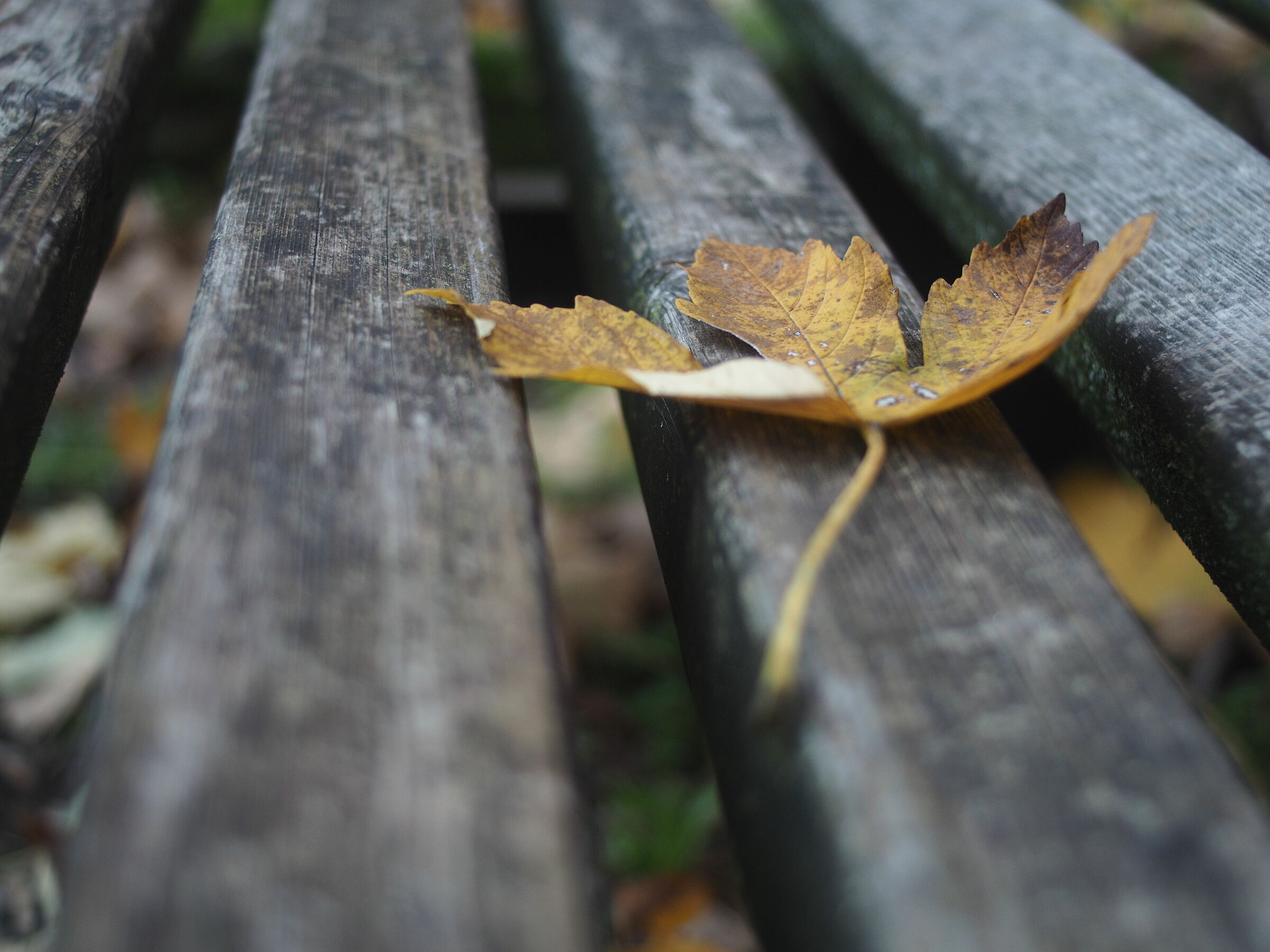 Yashica ML 28 f2.8 su e-m10