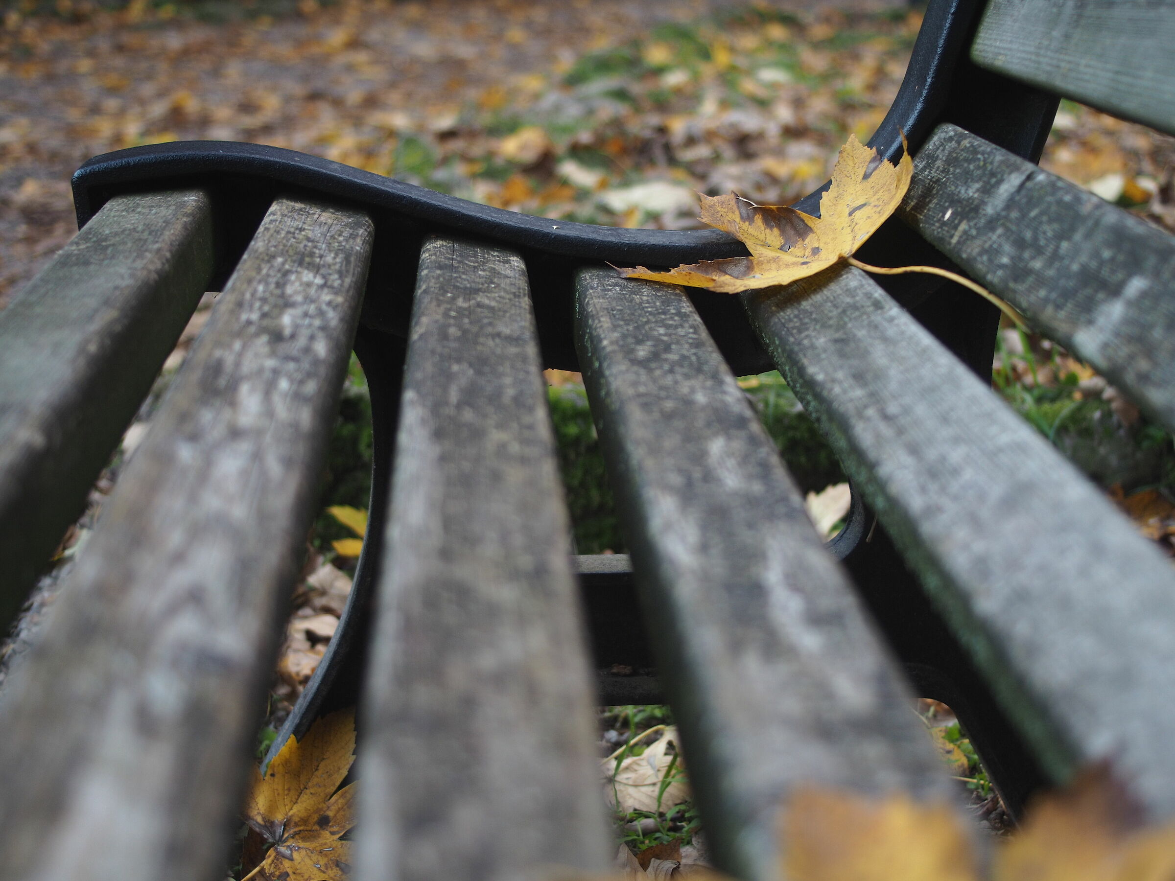 Yashica ML 28 f2.8 su e-m10