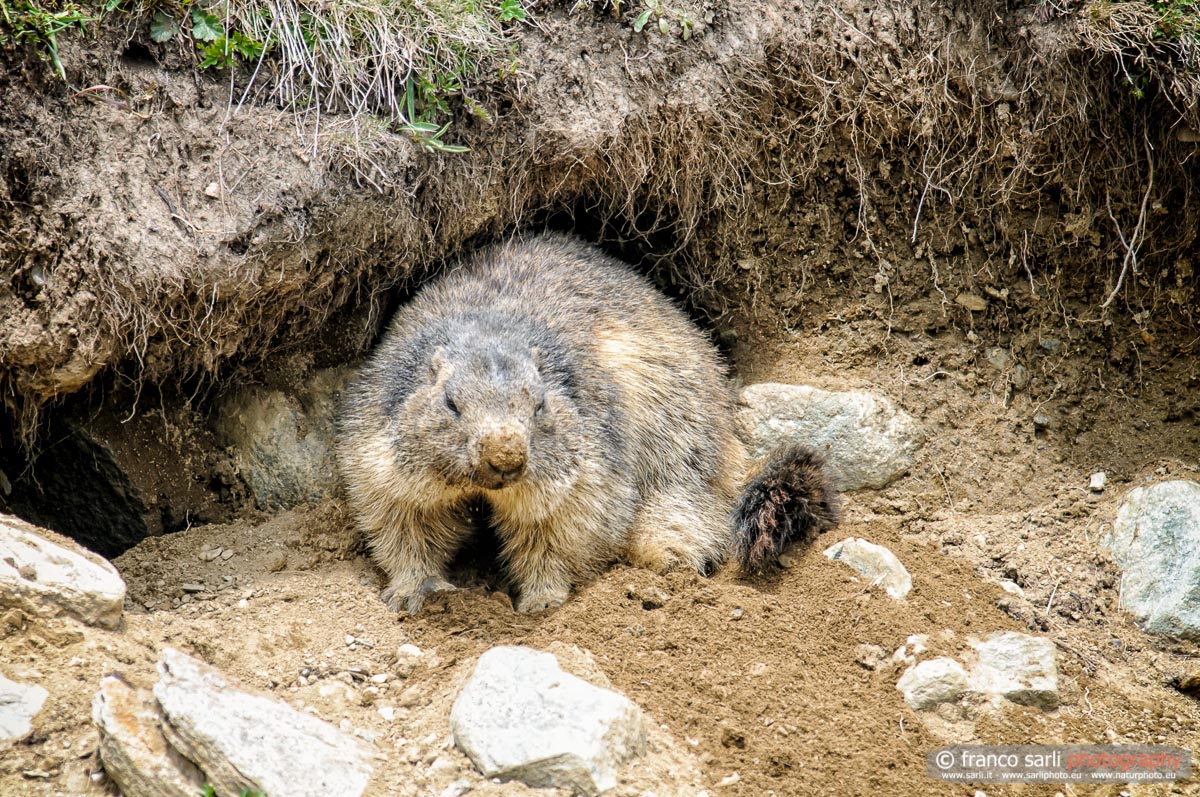 Pulizie domestiche ;)