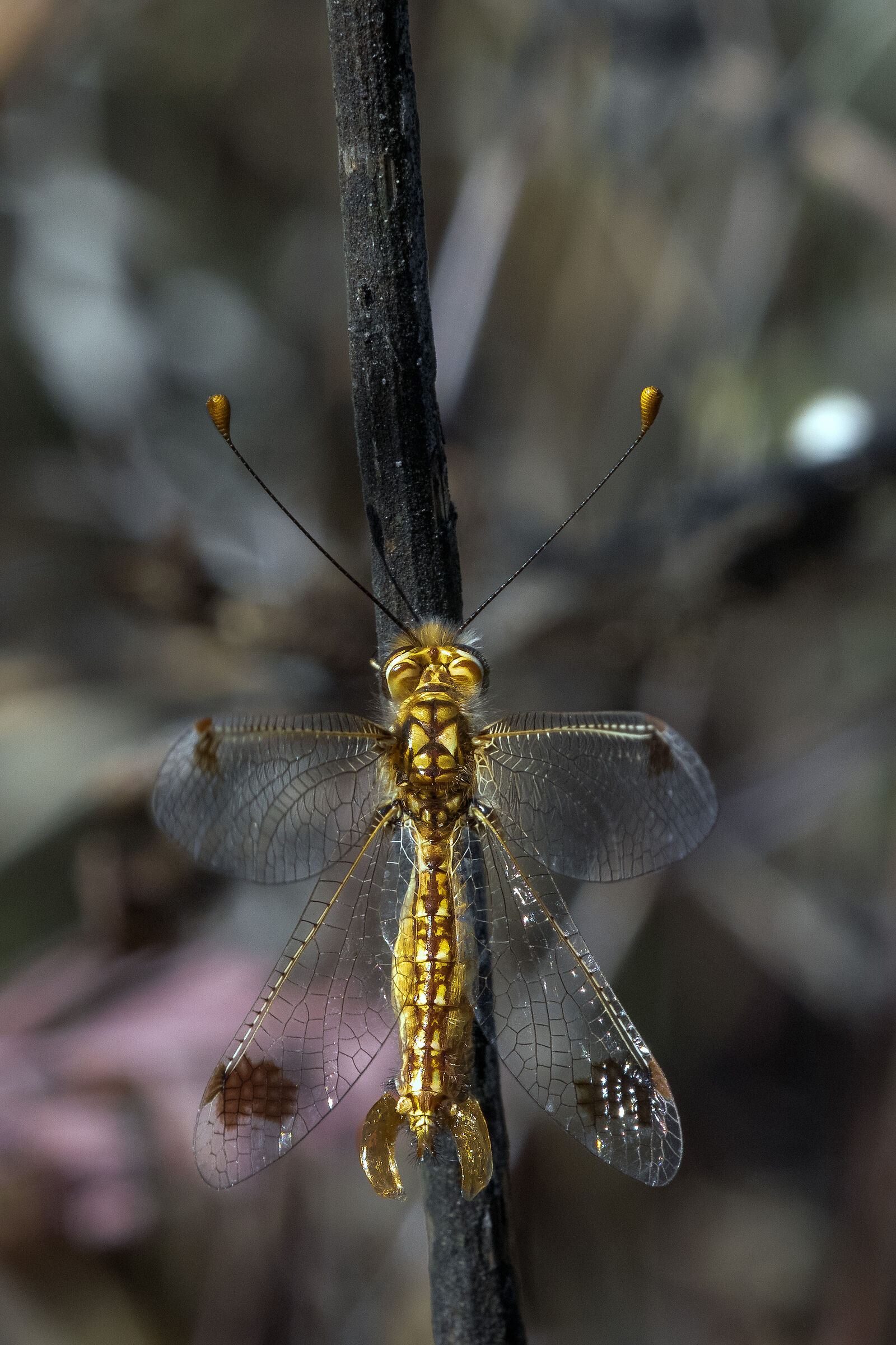 Deleproctophylla Australis femmina
