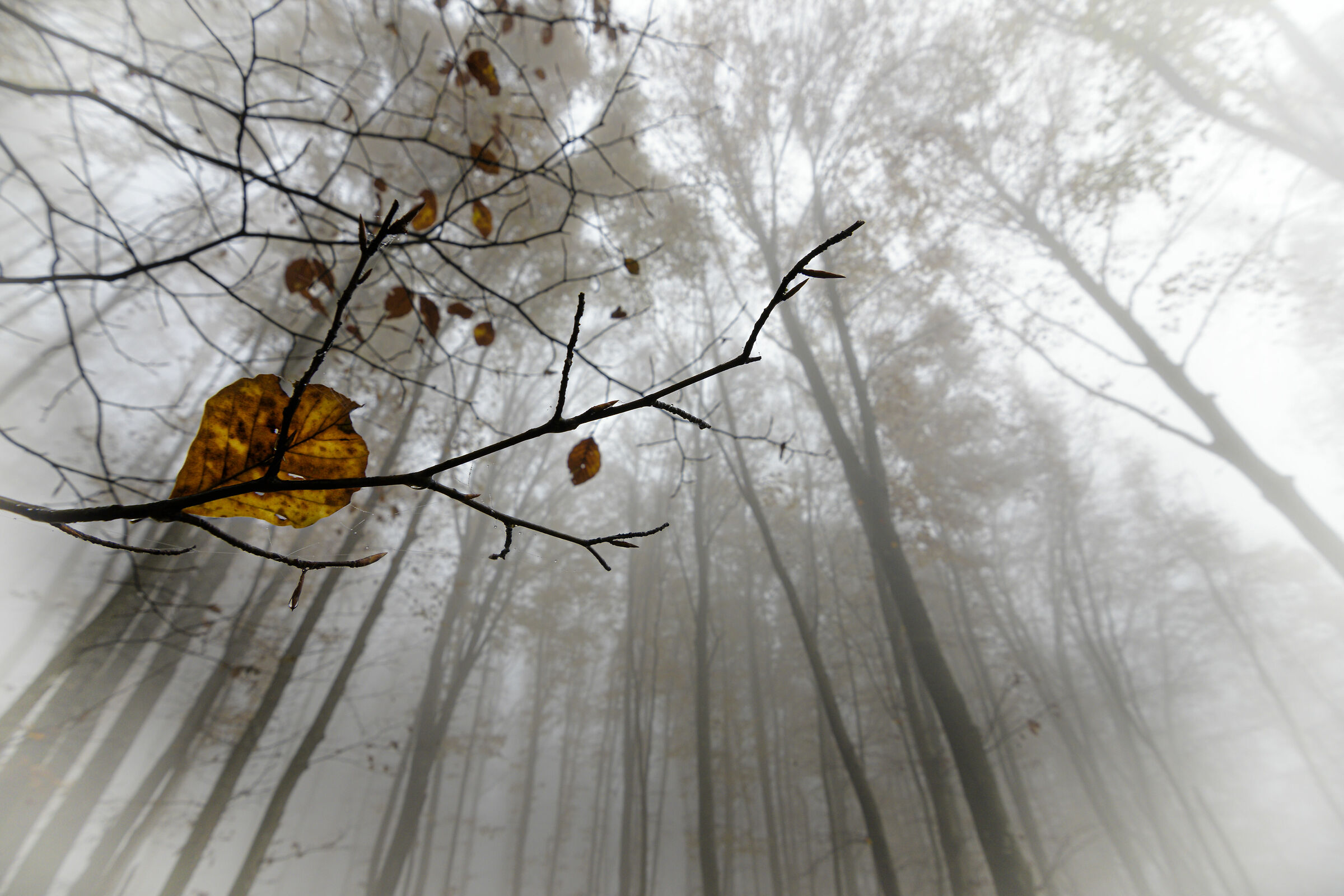 Dream in the Mist