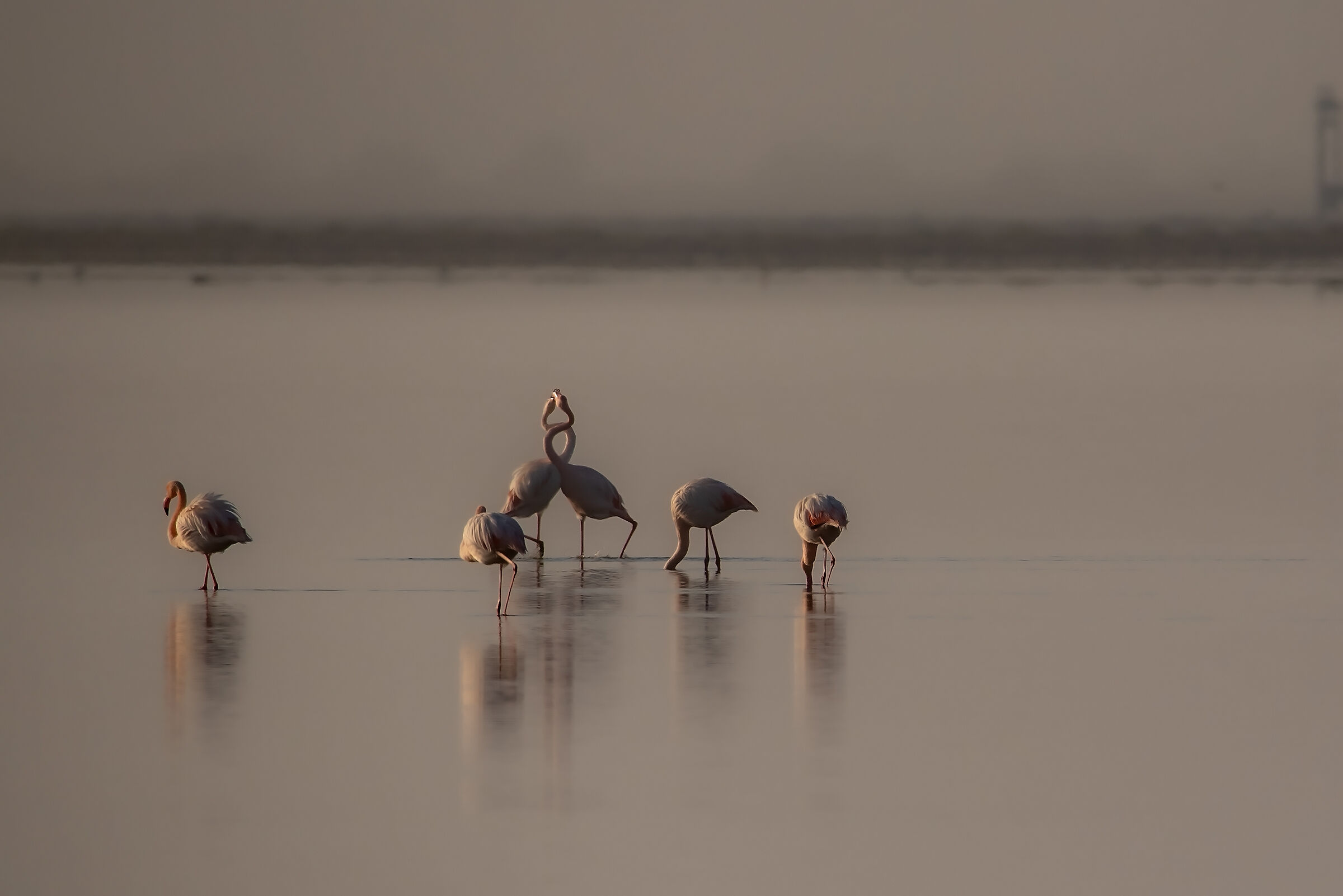 Pink flamingos at Diaccia Botrona.