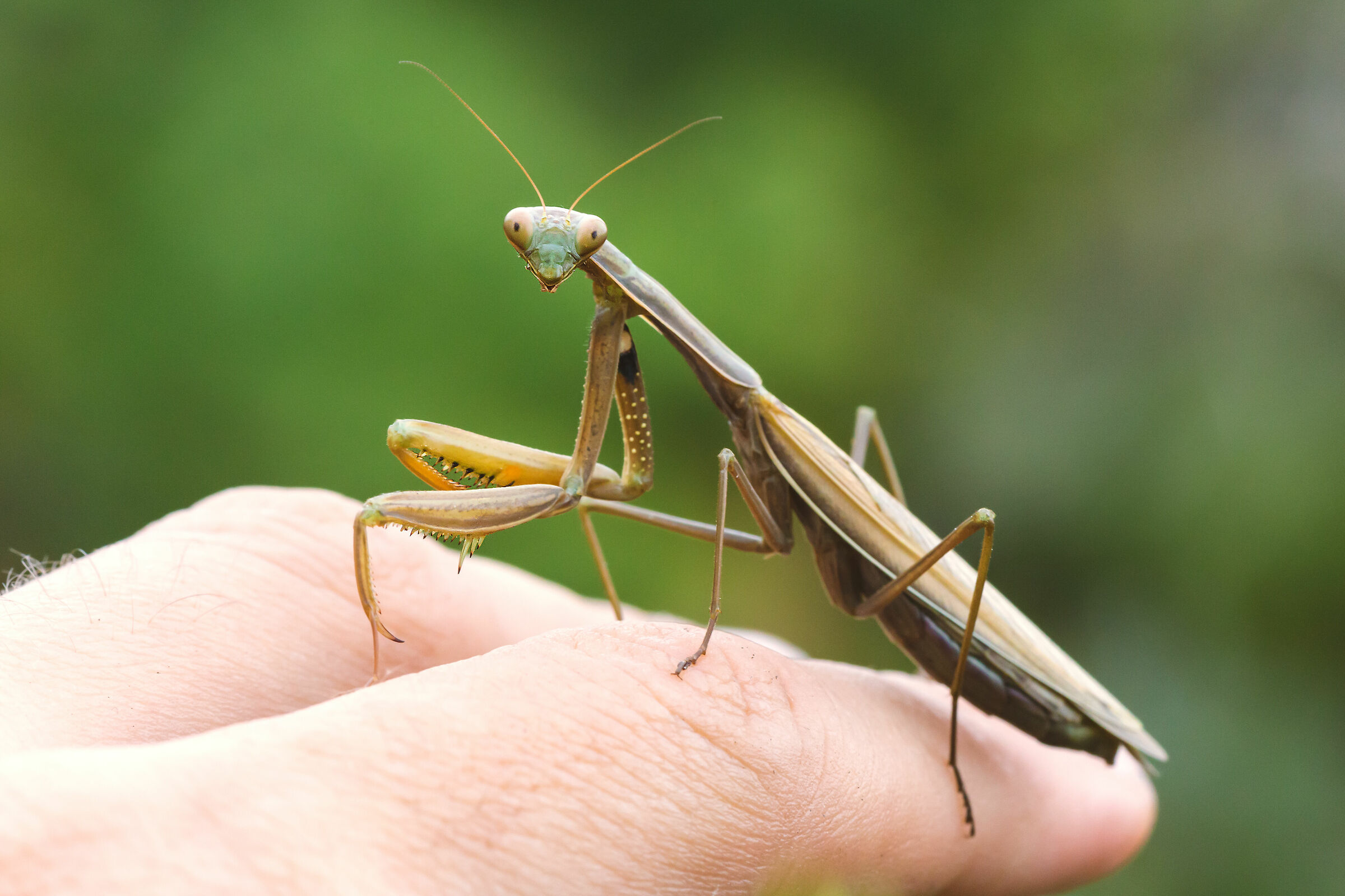 "Avevamo detto niente foto di nascosto"