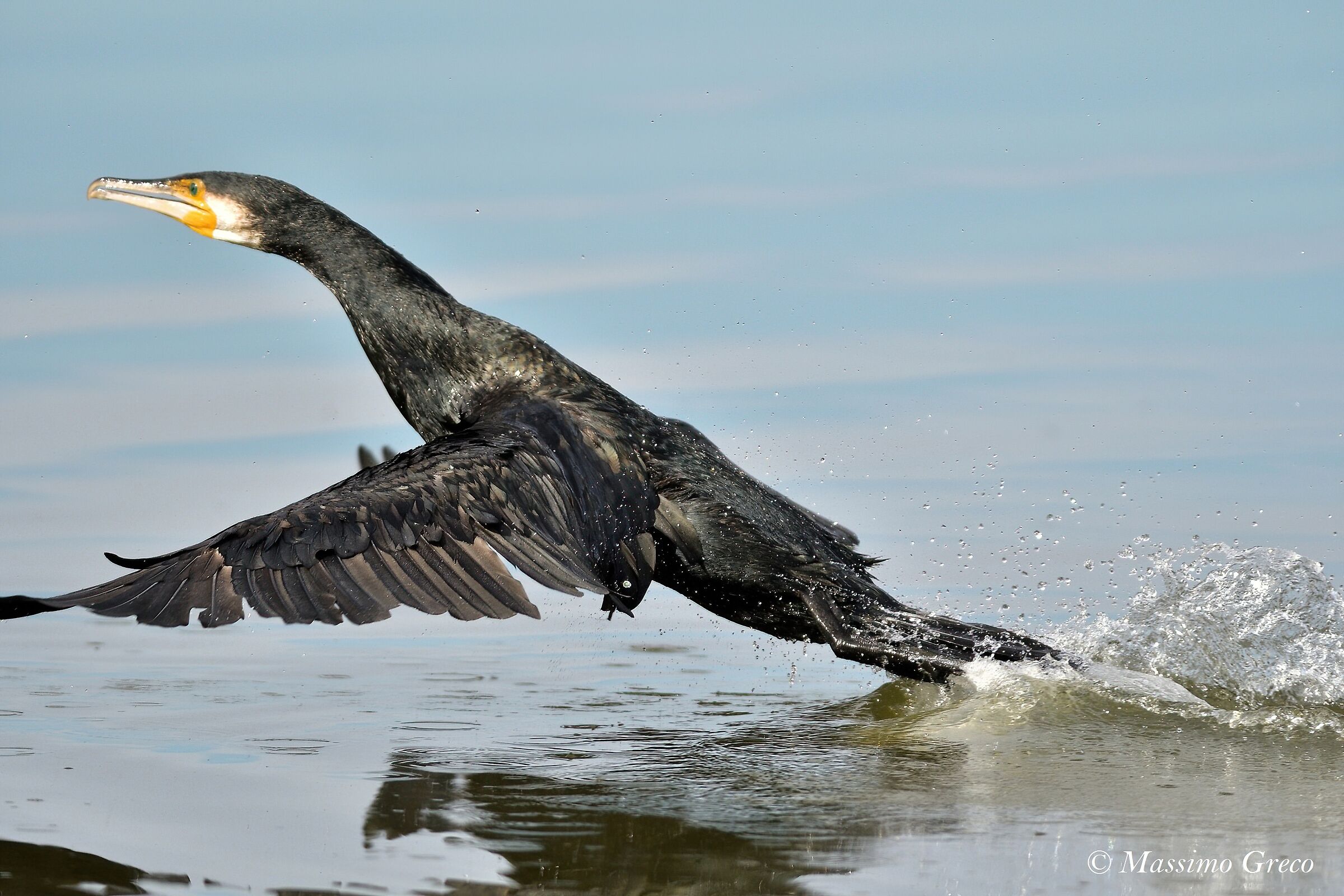 The take-off of the Cormorant