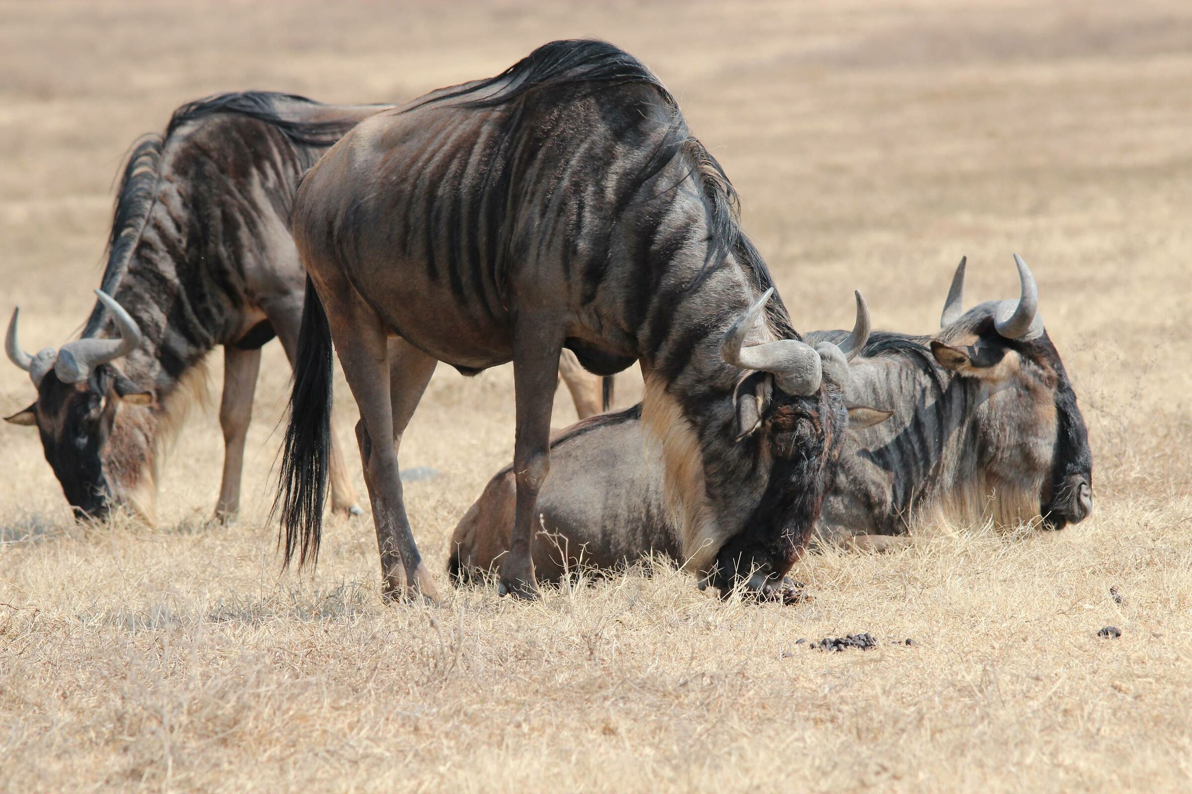 Grazing and relaxation