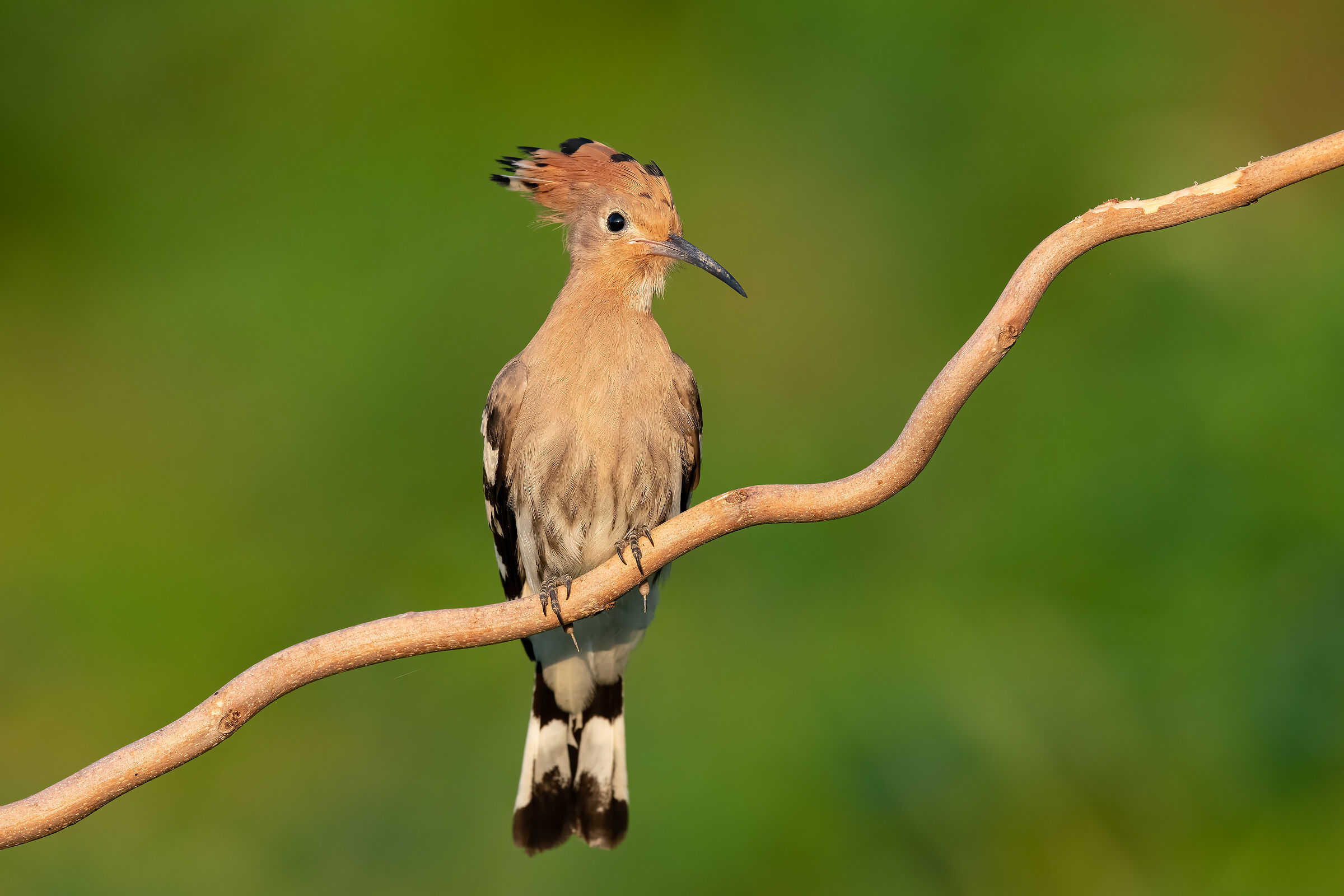 Upupa al mattino presto